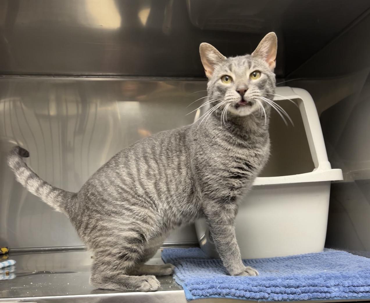 Enlarge Walnut, a Adoptable mixed breed in Montville, NJ image 3/3