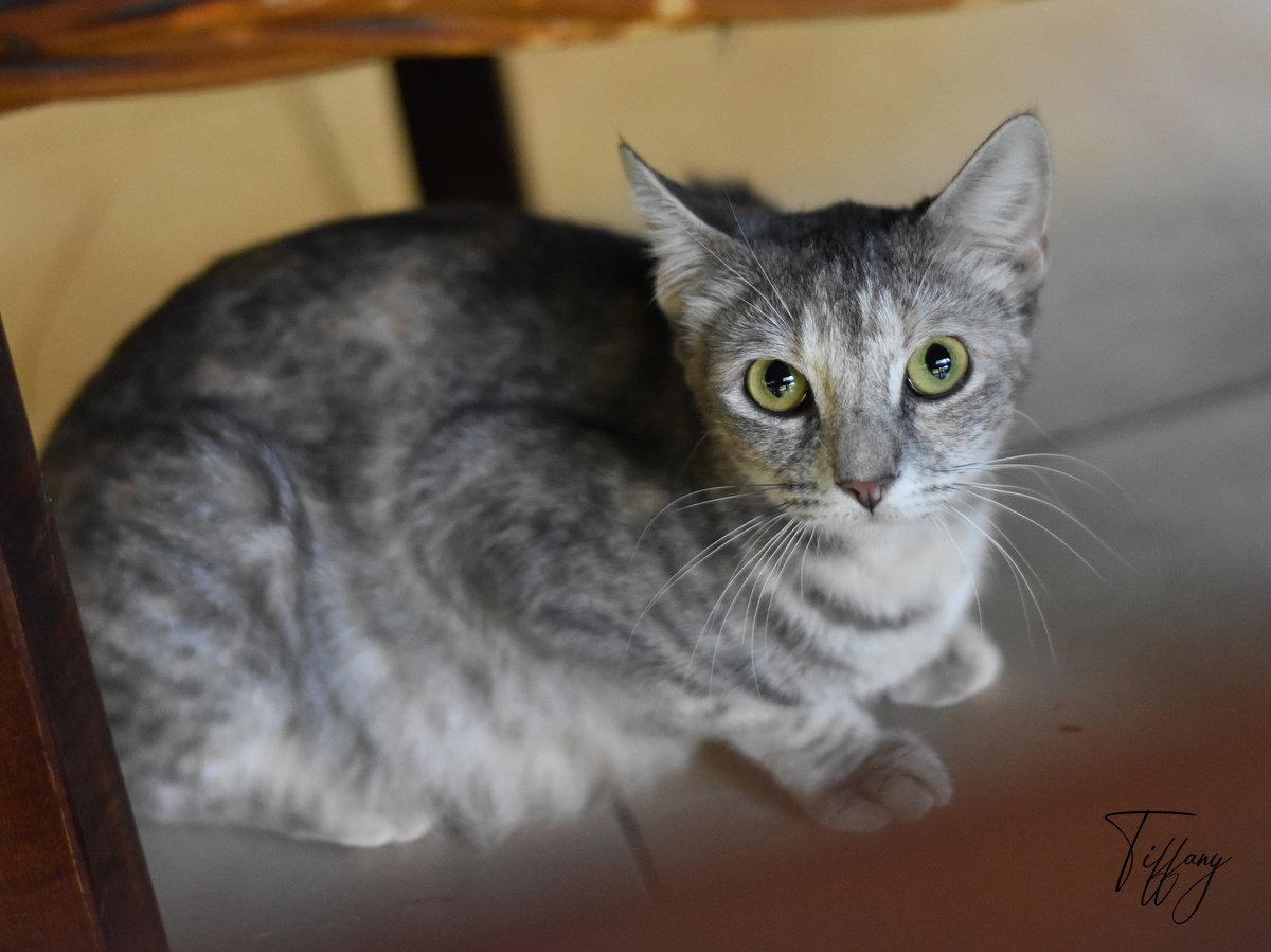 Tiffany, Adoptable, Kitten Female Domestic Medium Hair.