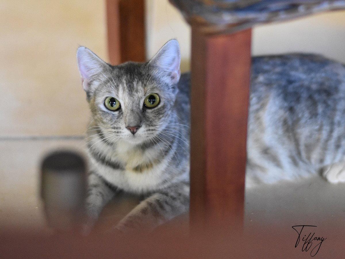 Enlarge Tiffany, a Adoptable Domestic Medium Hair in Montgomery, TX image 2/3