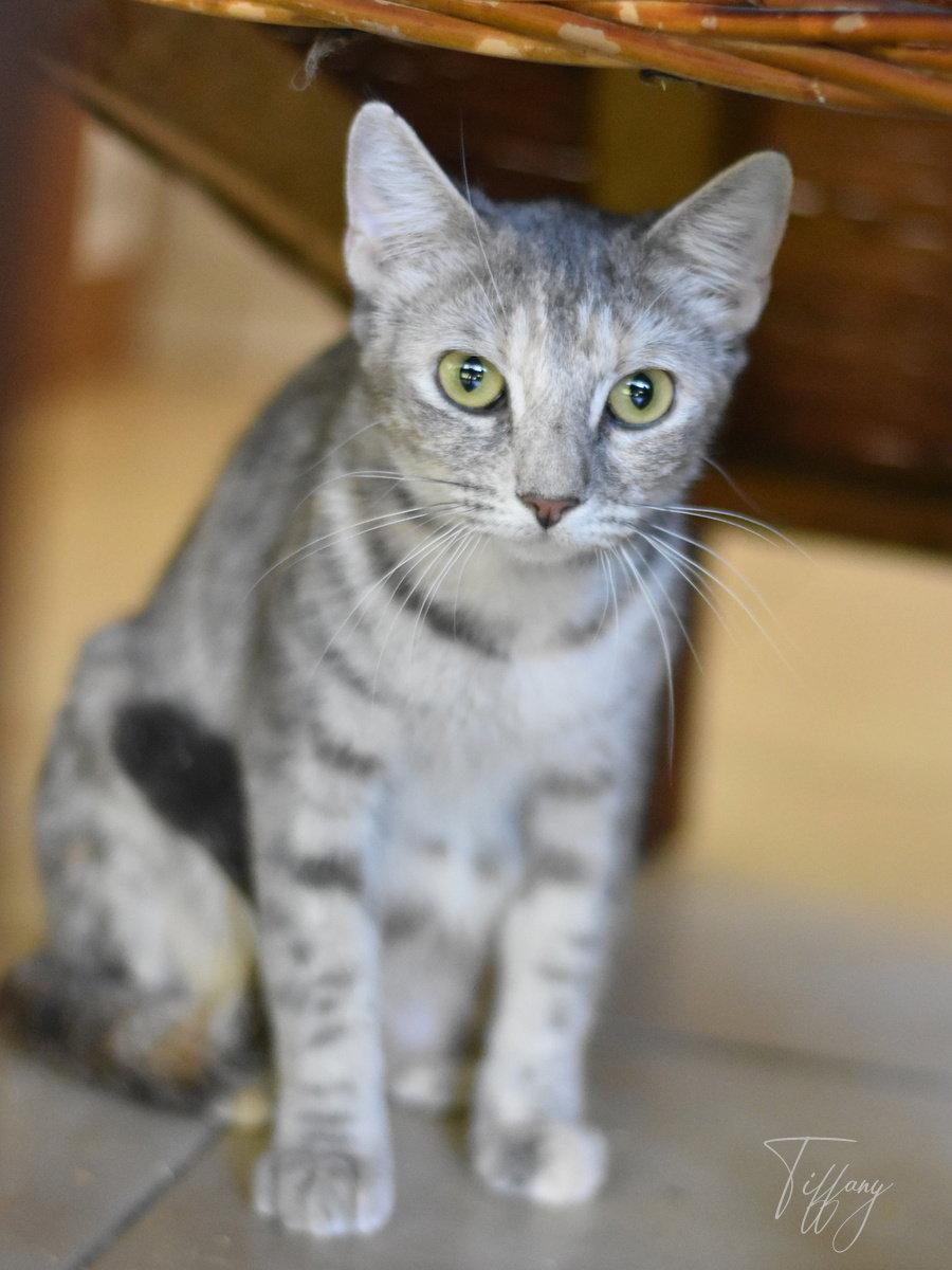 Enlarge Tiffany, a Adoptable Domestic Medium Hair in Montgomery, TX image 3/3
