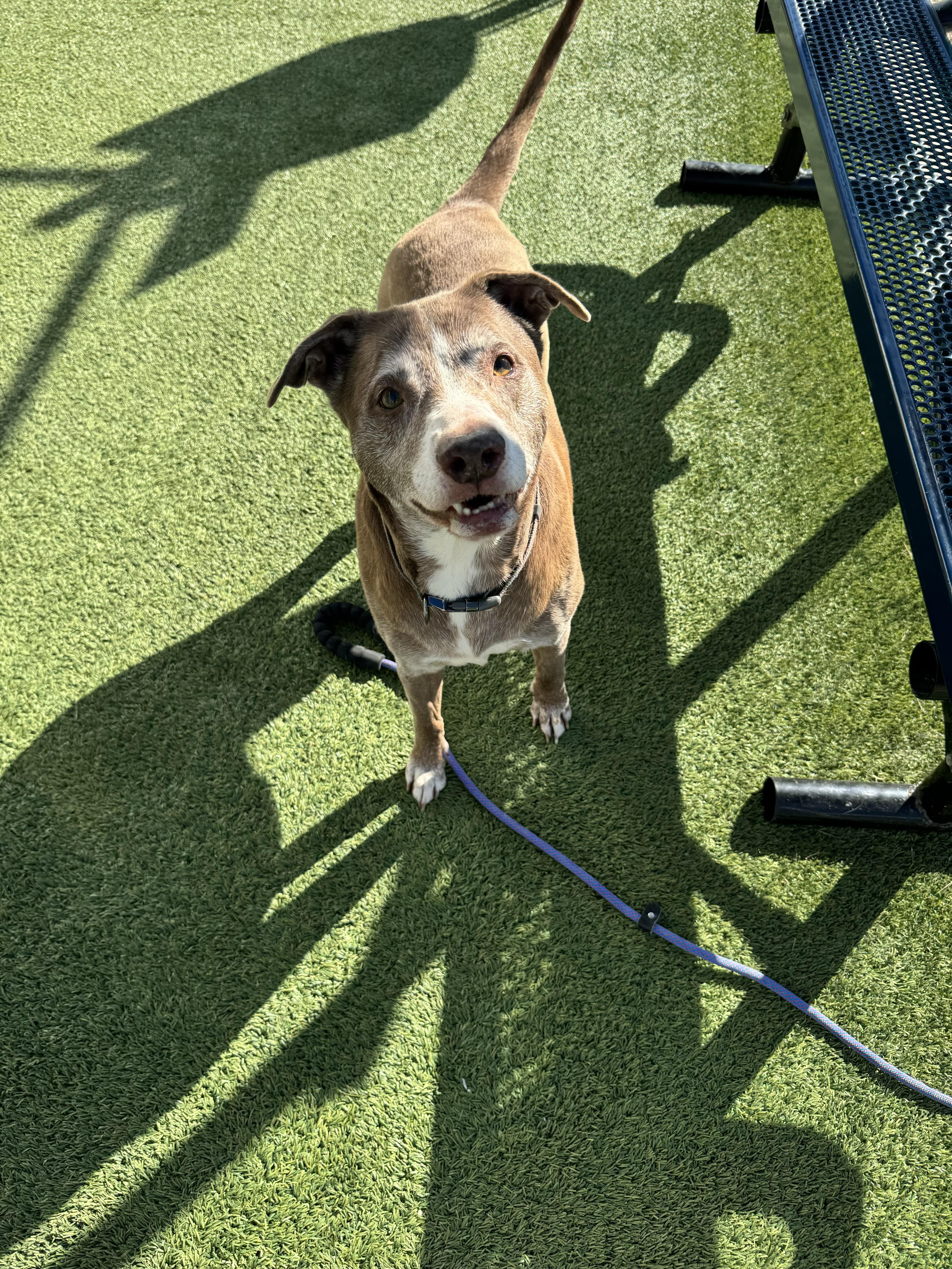 Enlarge Princess Diana, an adopted mixed breed in Sumter, SC image 2/2