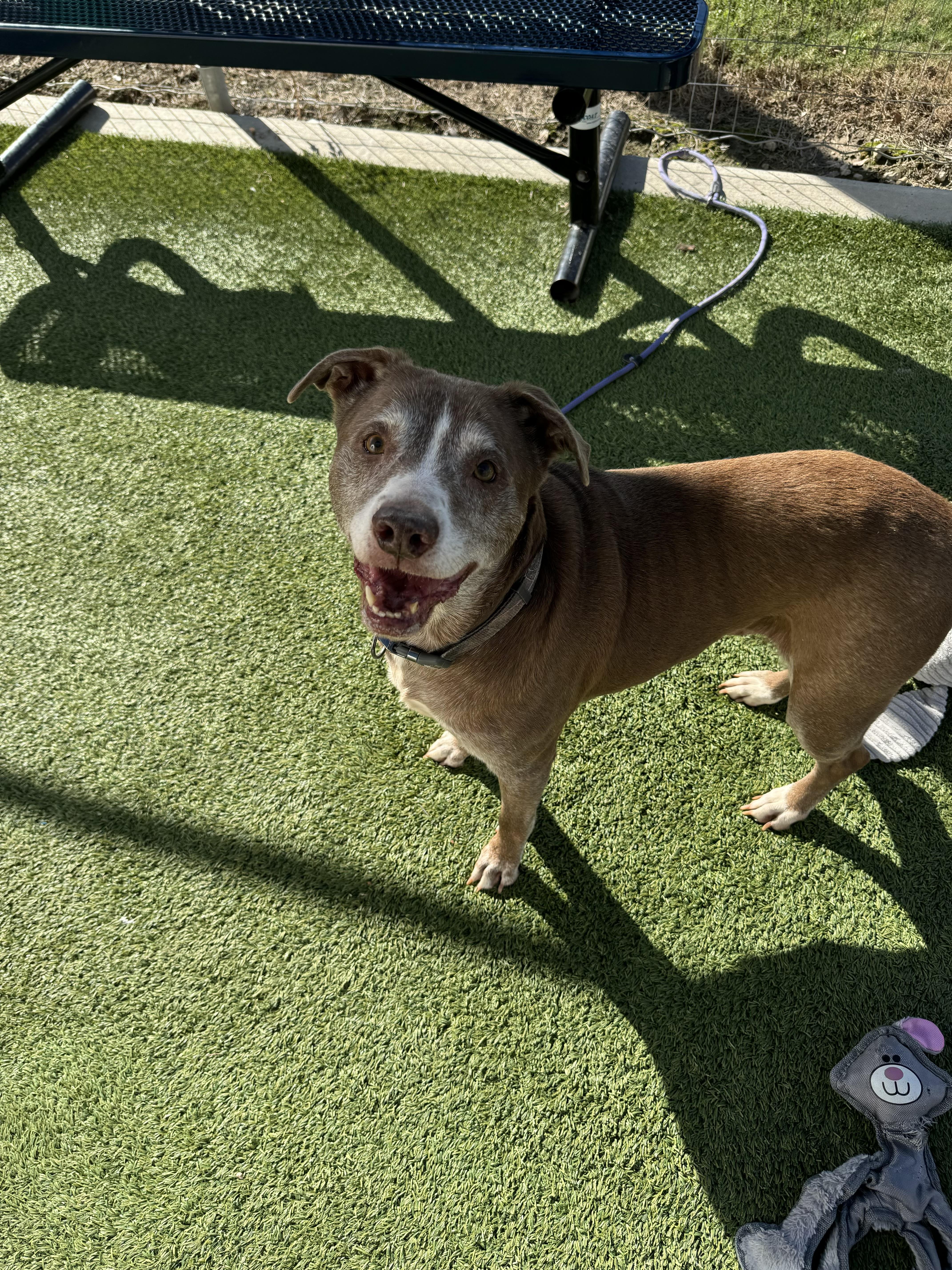 Enlarge Princess Diana, an adopted mixed breed in Sumter, SC image 1/2