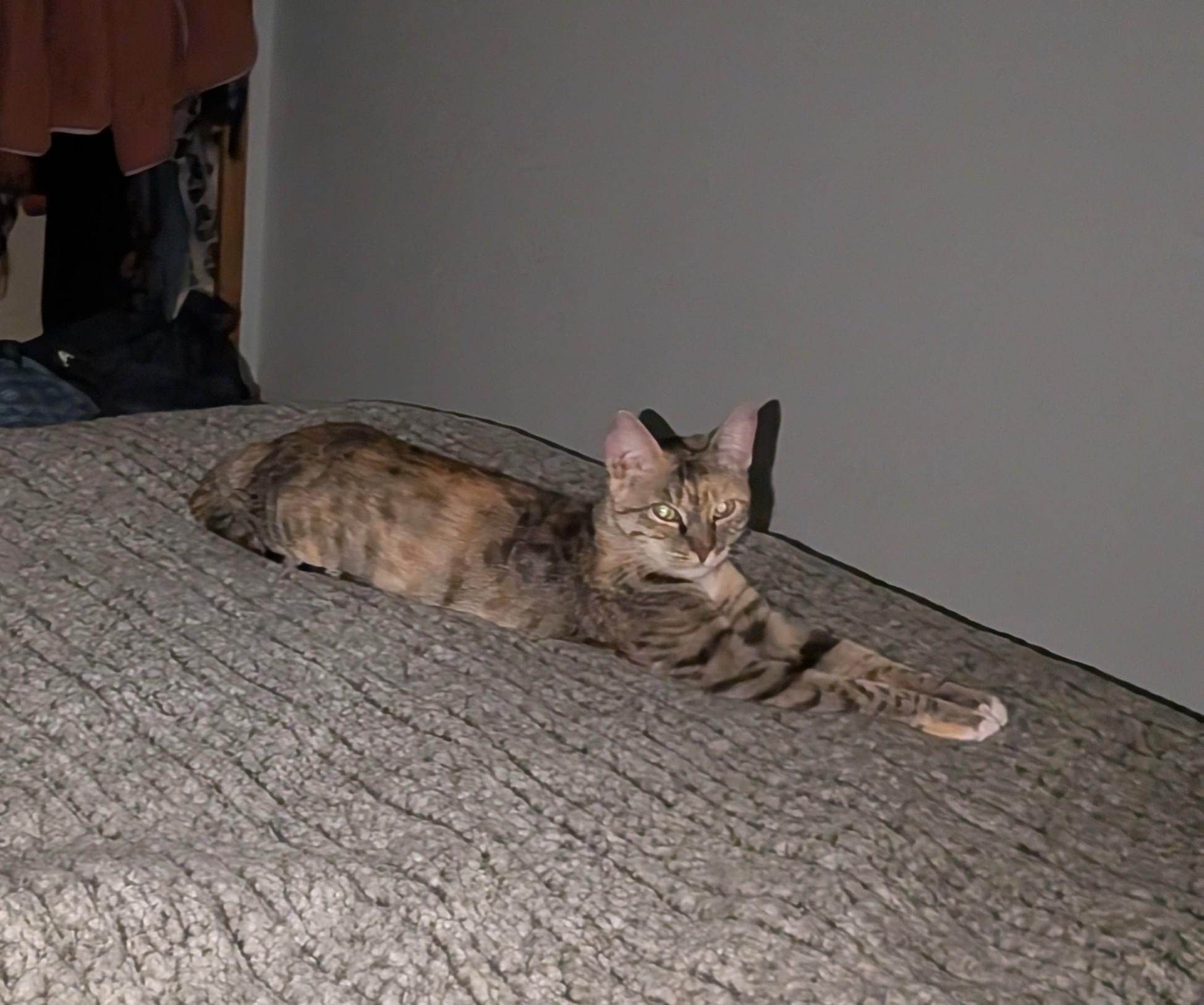 Enlarge Tafari, a Adoptable Domestic Short Hair in Seattle, WA image 3/3