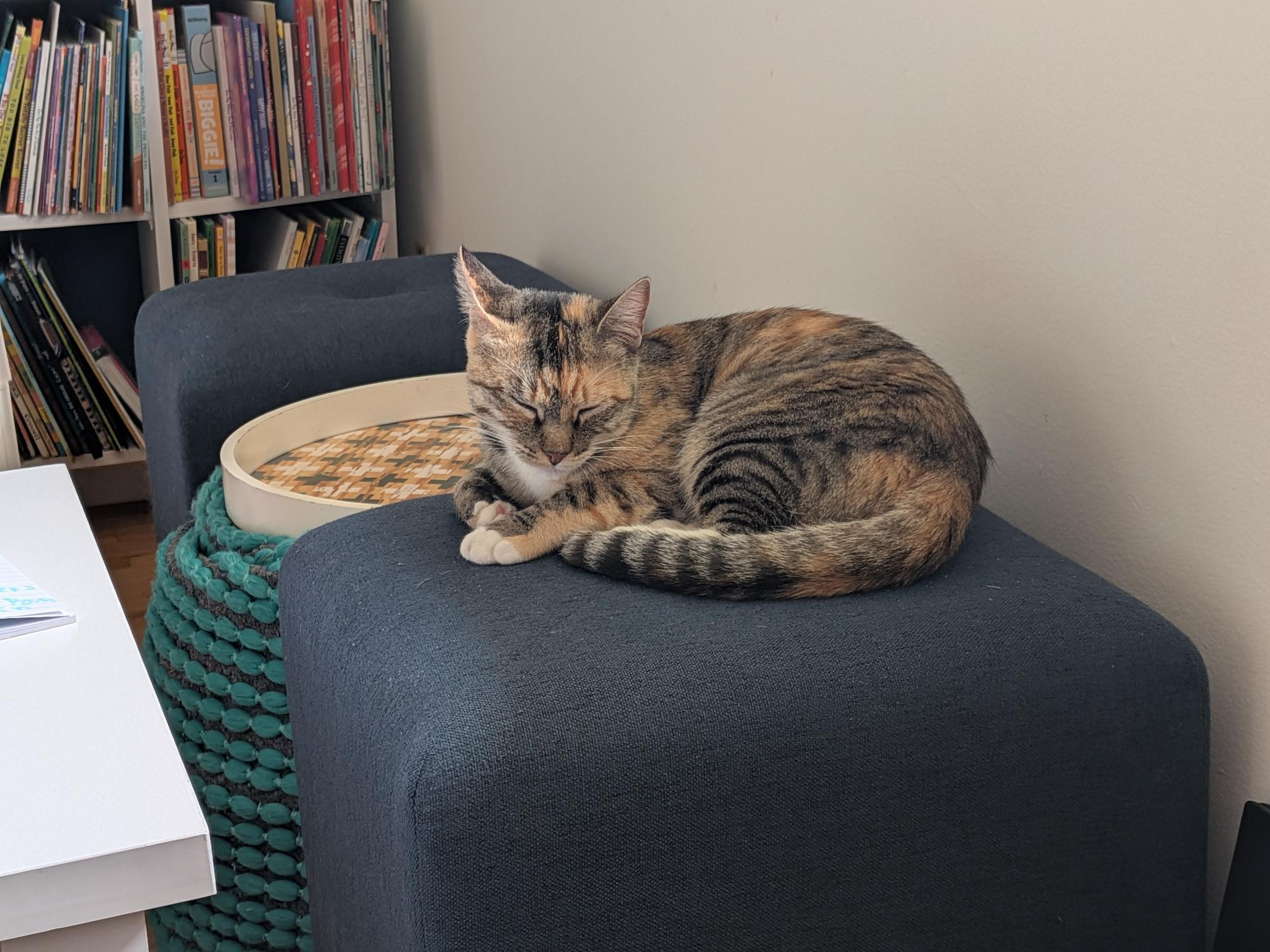 Tafari, Adoptable, Young Female Domestic Short Hair.