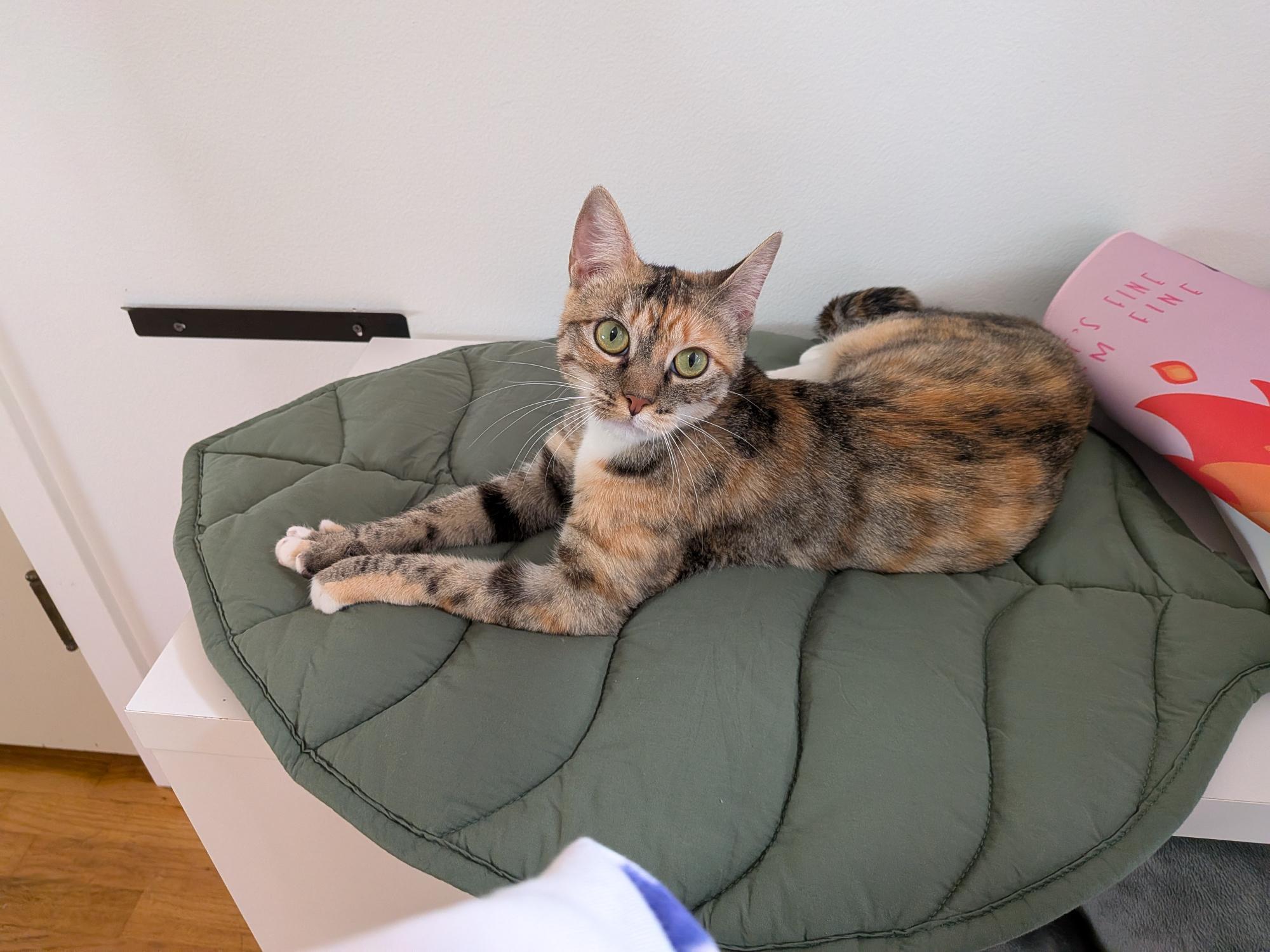 Enlarge Tafari, a Adoptable Domestic Short Hair in Seattle, WA image 2/3