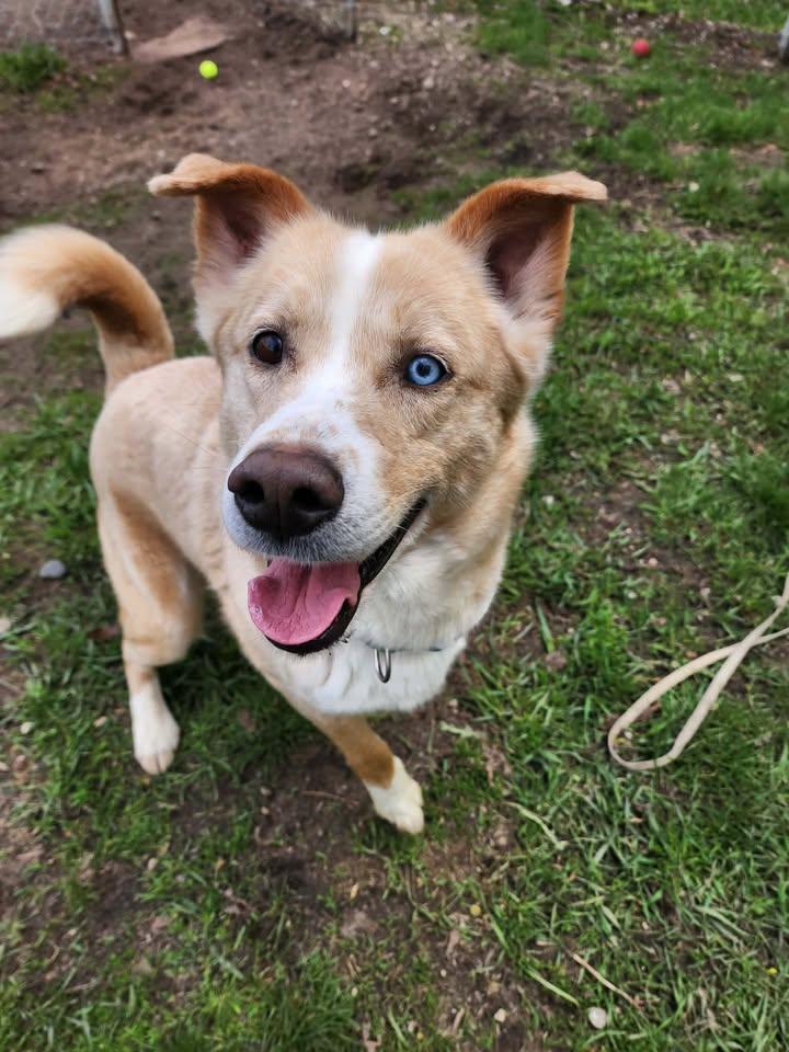 Enlarge BLUE, a ADOPTABLE mixed breed in Reed City, MI image 2/3