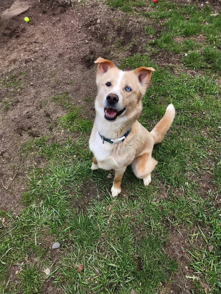 Enlarge BLUE, a ADOPTABLE mixed breed in Reed City, MI image 3/3
