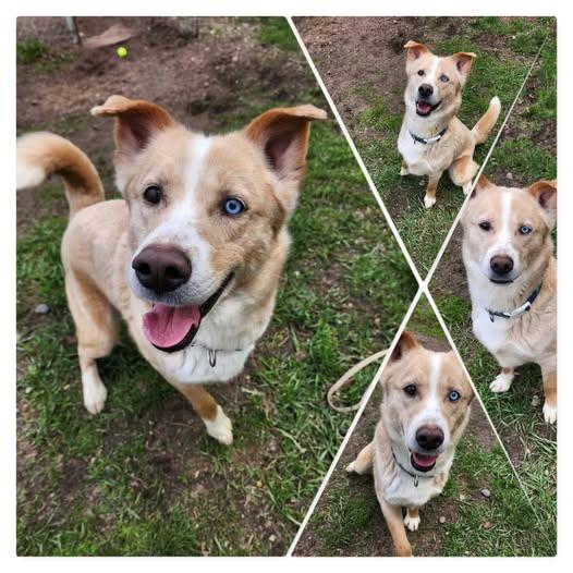 BLUE, ADOPTABLE, Adult Male Golden Retriever & Husky.