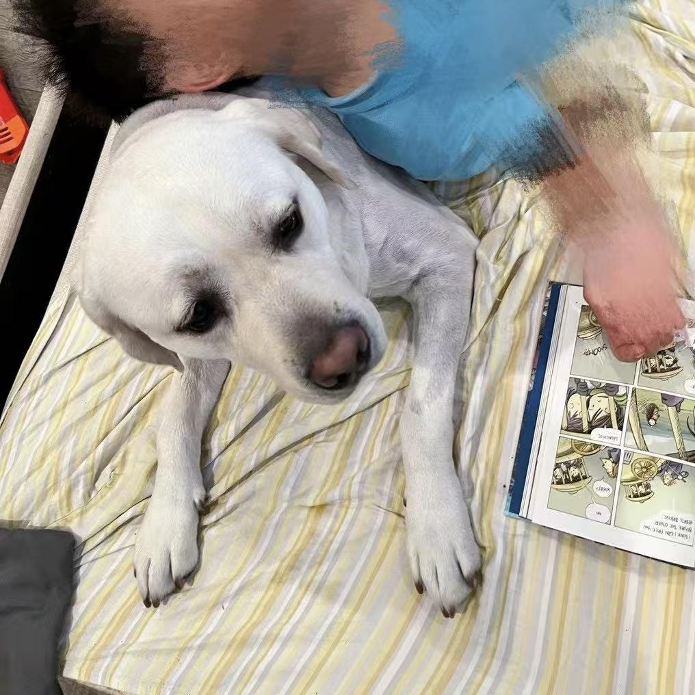 Bruno, a ADOPTABLE Labrador Retriever in Van Nuys, CA image 4/5