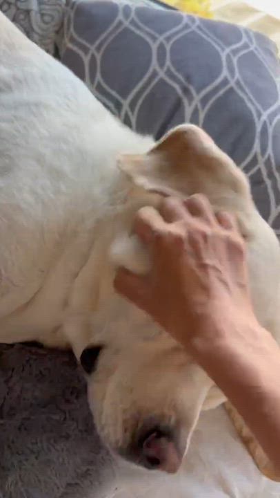 Enlarge Bruno, a ADOPTABLE Labrador Retriever in Van Nuys, CA video 5/5
