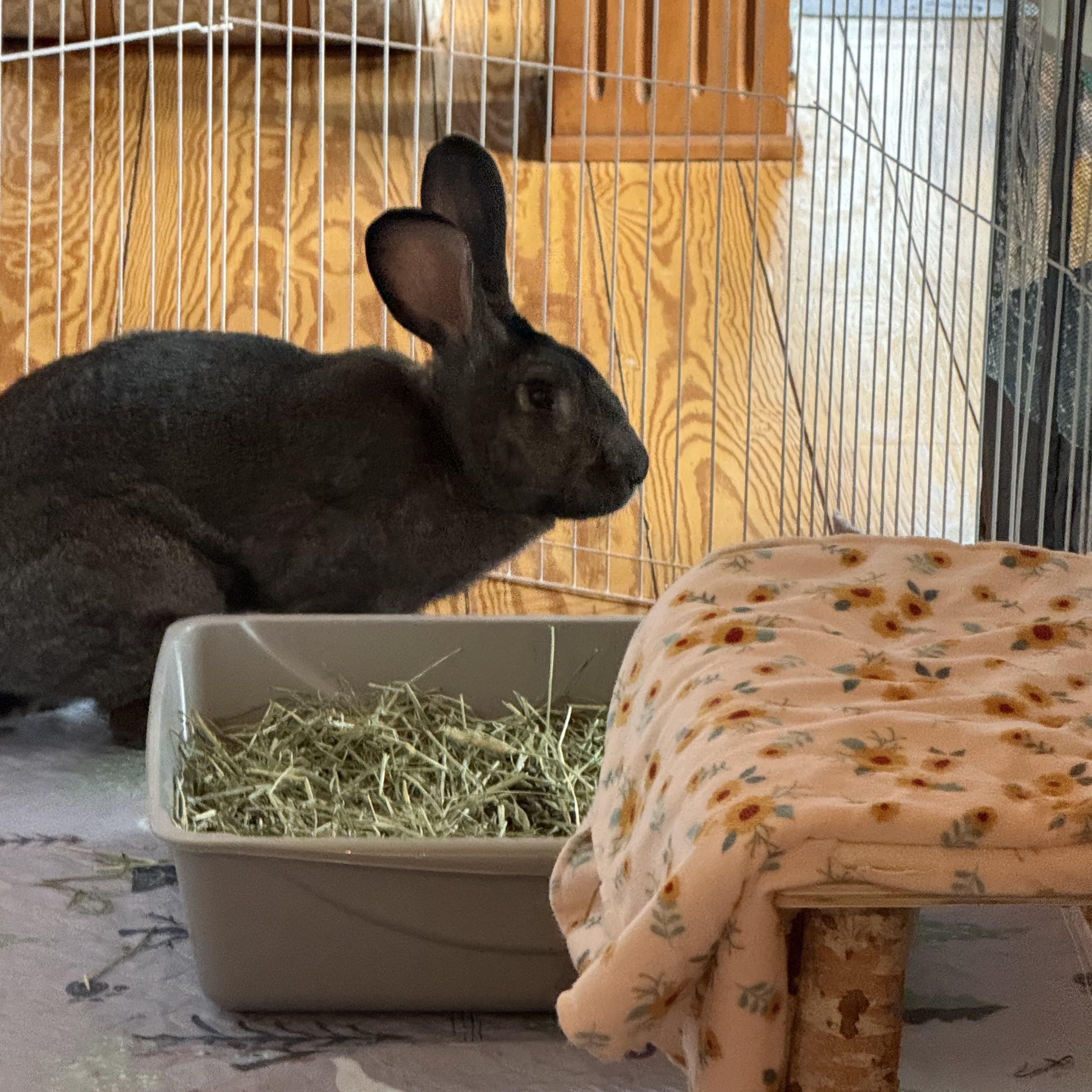 Enlarge Basil, an adopted Flemish Giant in Cream Ridge, NJ image 4/5