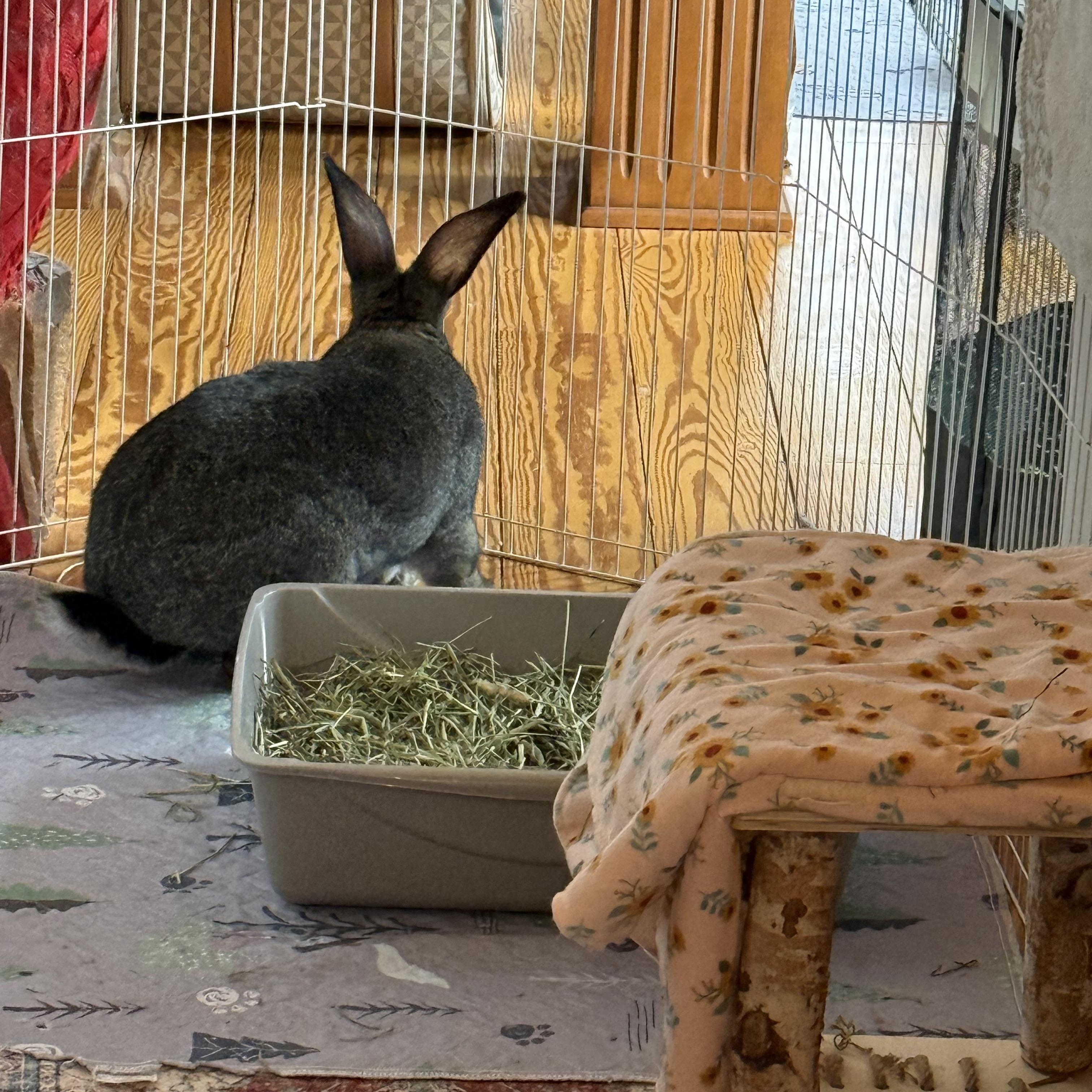 Enlarge Basil, an adopted Flemish Giant in Cream Ridge, NJ image 5/5