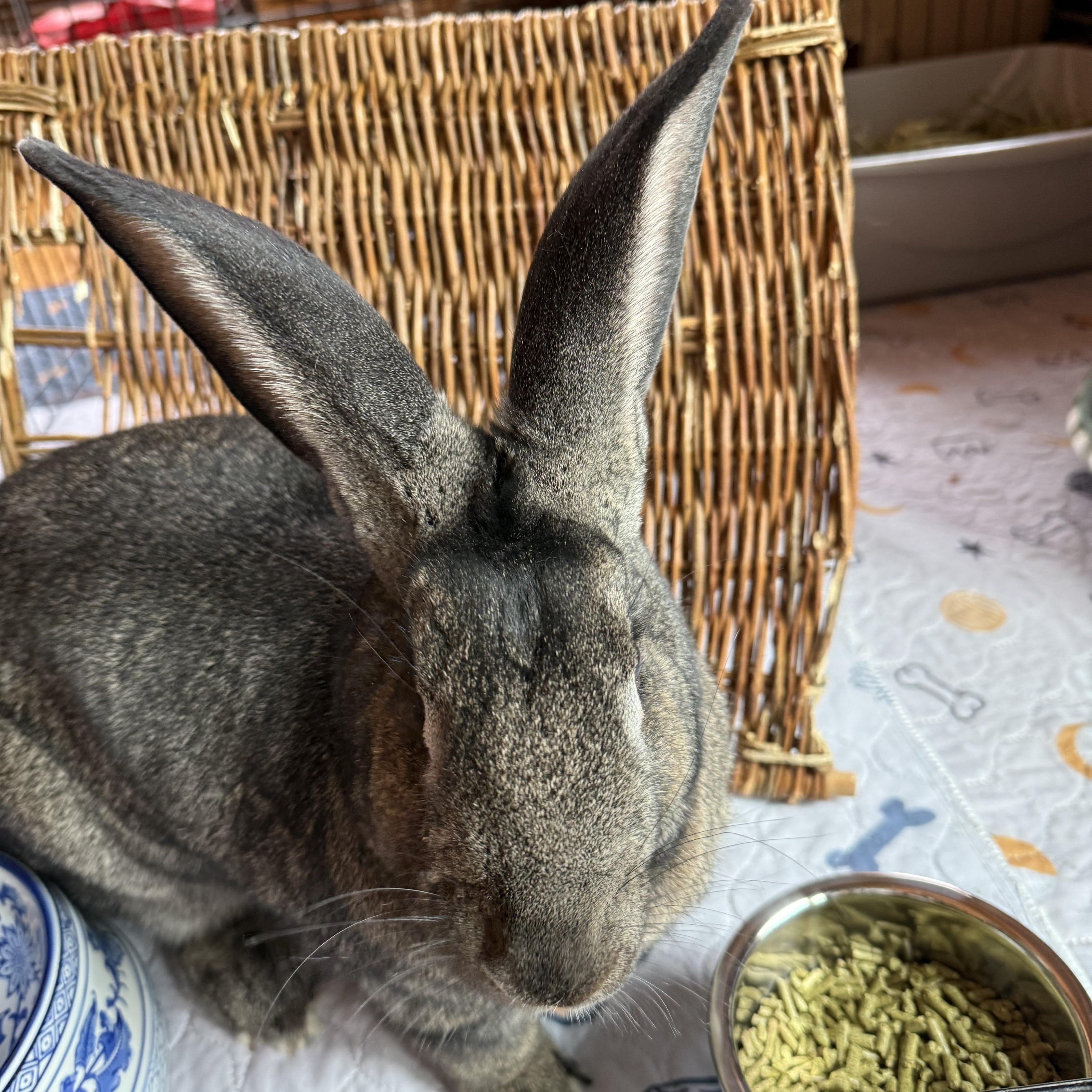 Enlarge Basil, an adopted Flemish Giant in Cream Ridge, NJ image 1/5