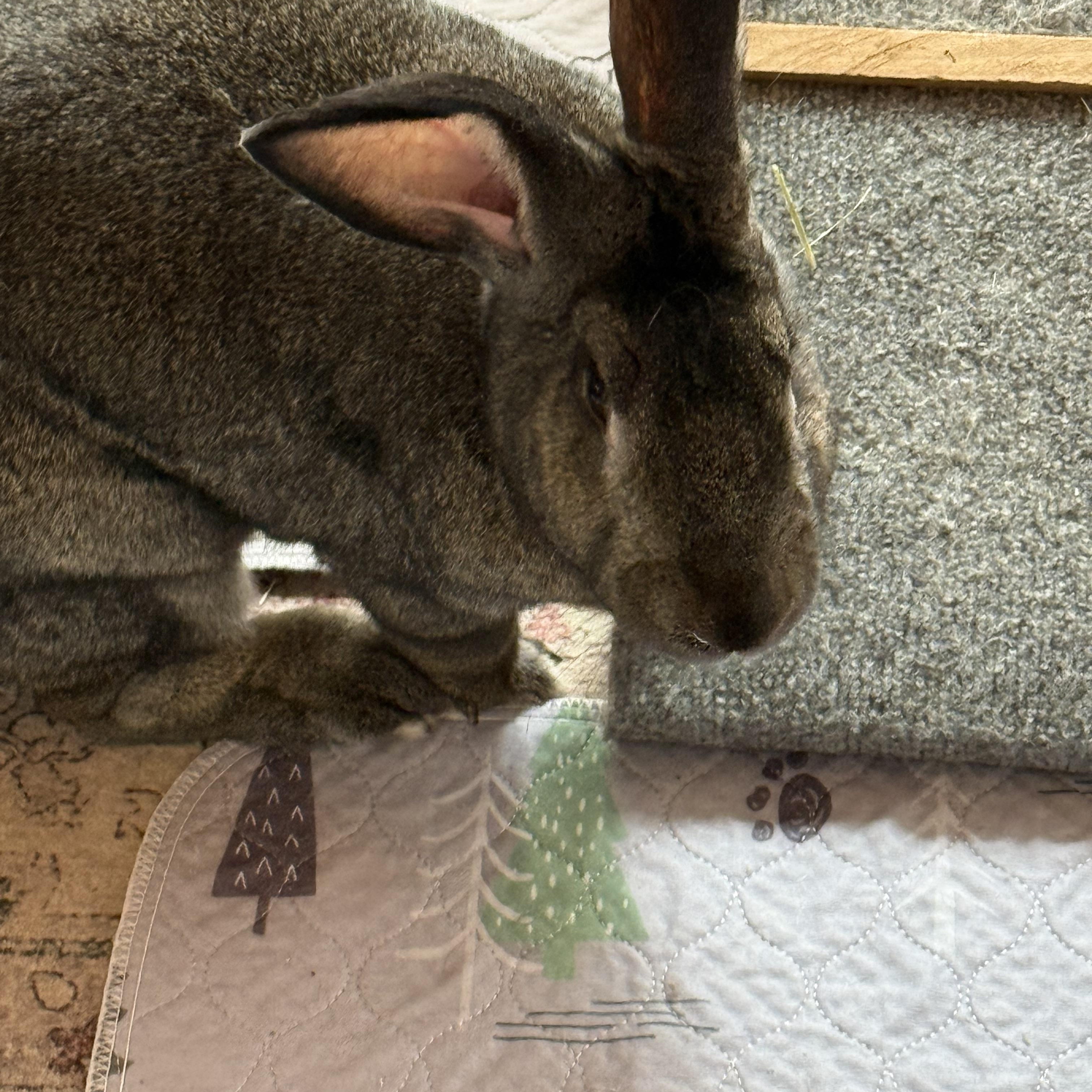 Enlarge Basil, an adopted Flemish Giant in Cream Ridge, NJ image 3/5