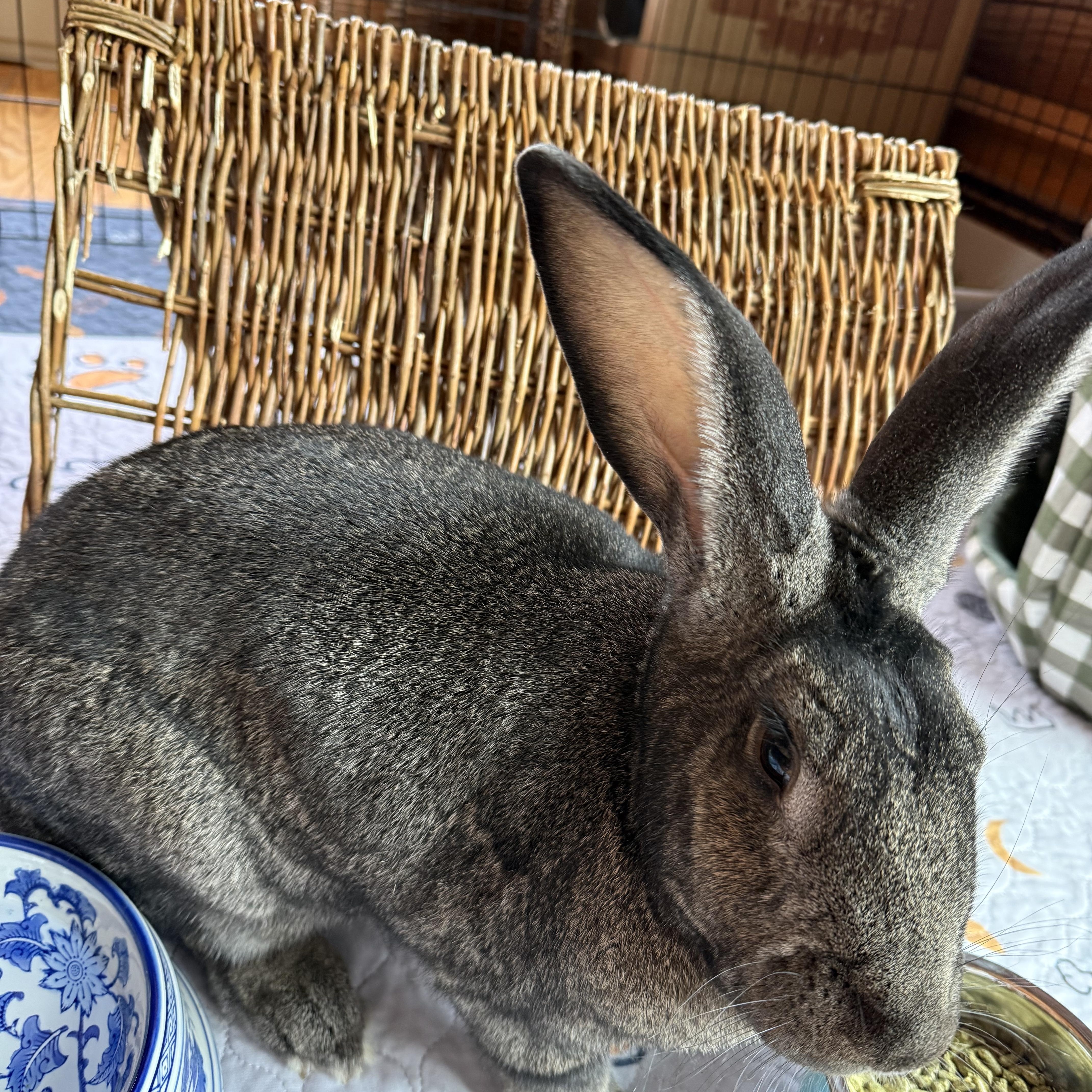 Enlarge Basil, an adopted Flemish Giant in Cream Ridge, NJ image 2/5