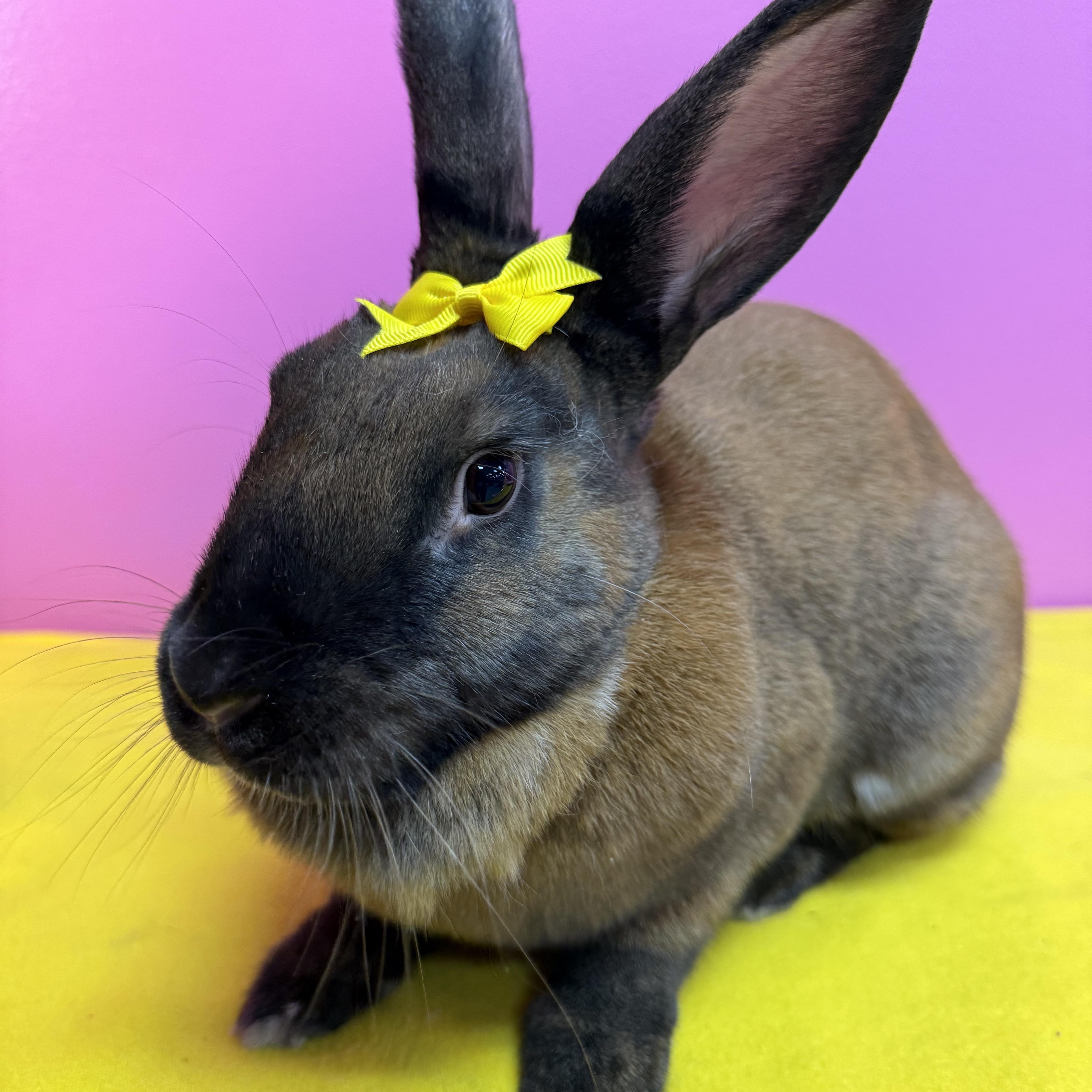 Enlarge Traveler , a ADOPTABLE New Zealand in St. Charles, MO image 3/6