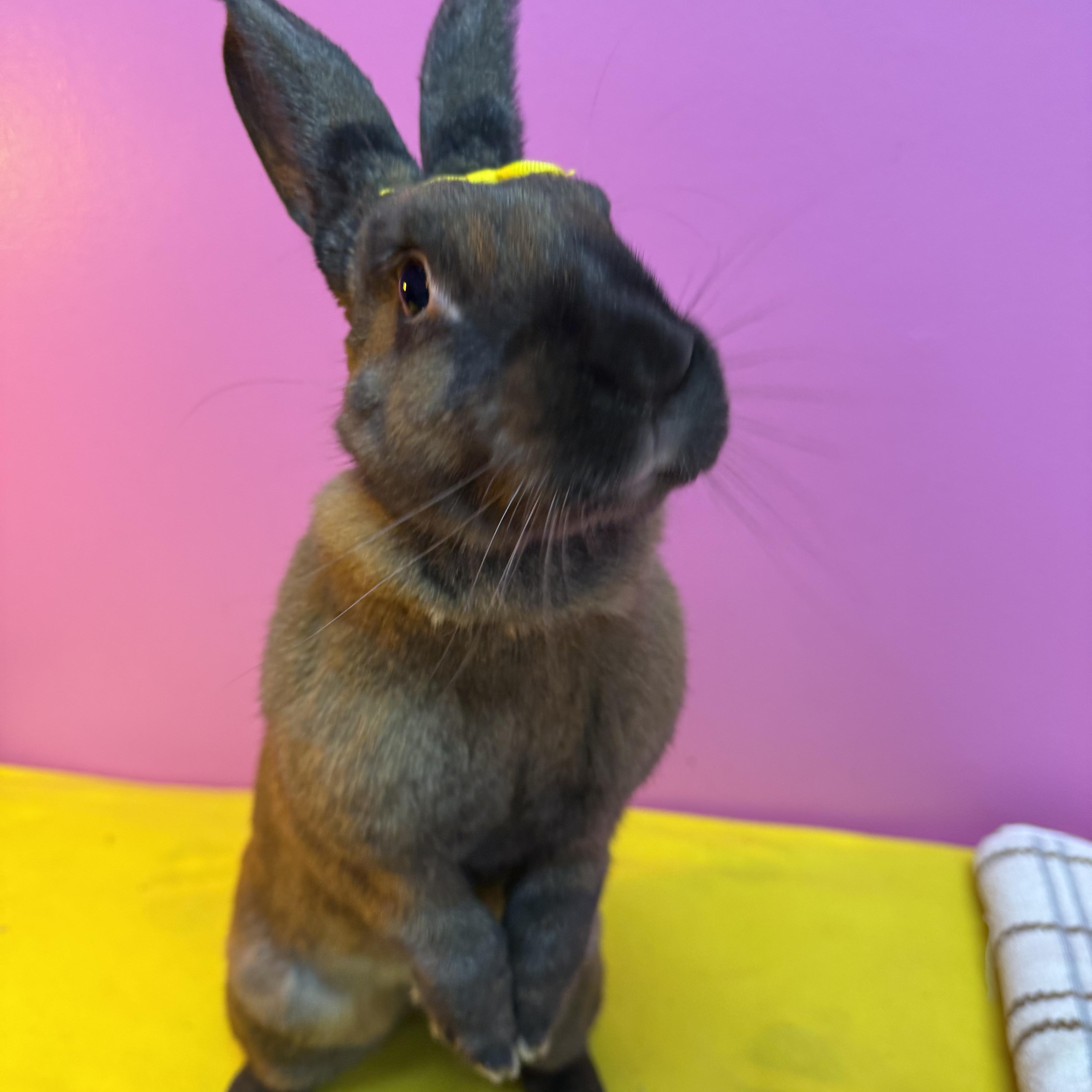 Traveler , ADOPTABLE, Adult Female New Zealand.