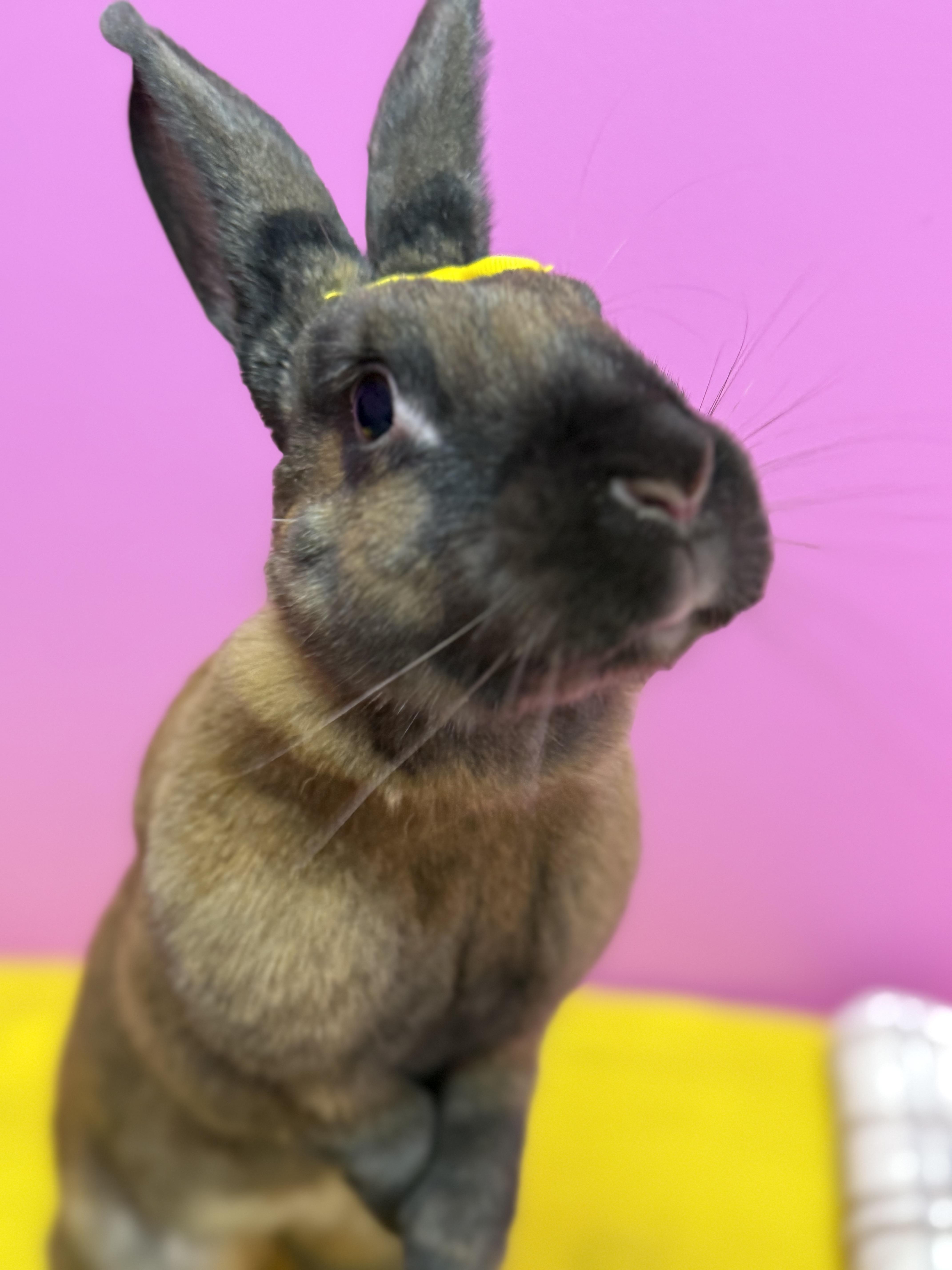 Enlarge Traveler , a ADOPTABLE New Zealand in St. Charles, MO image 2/6