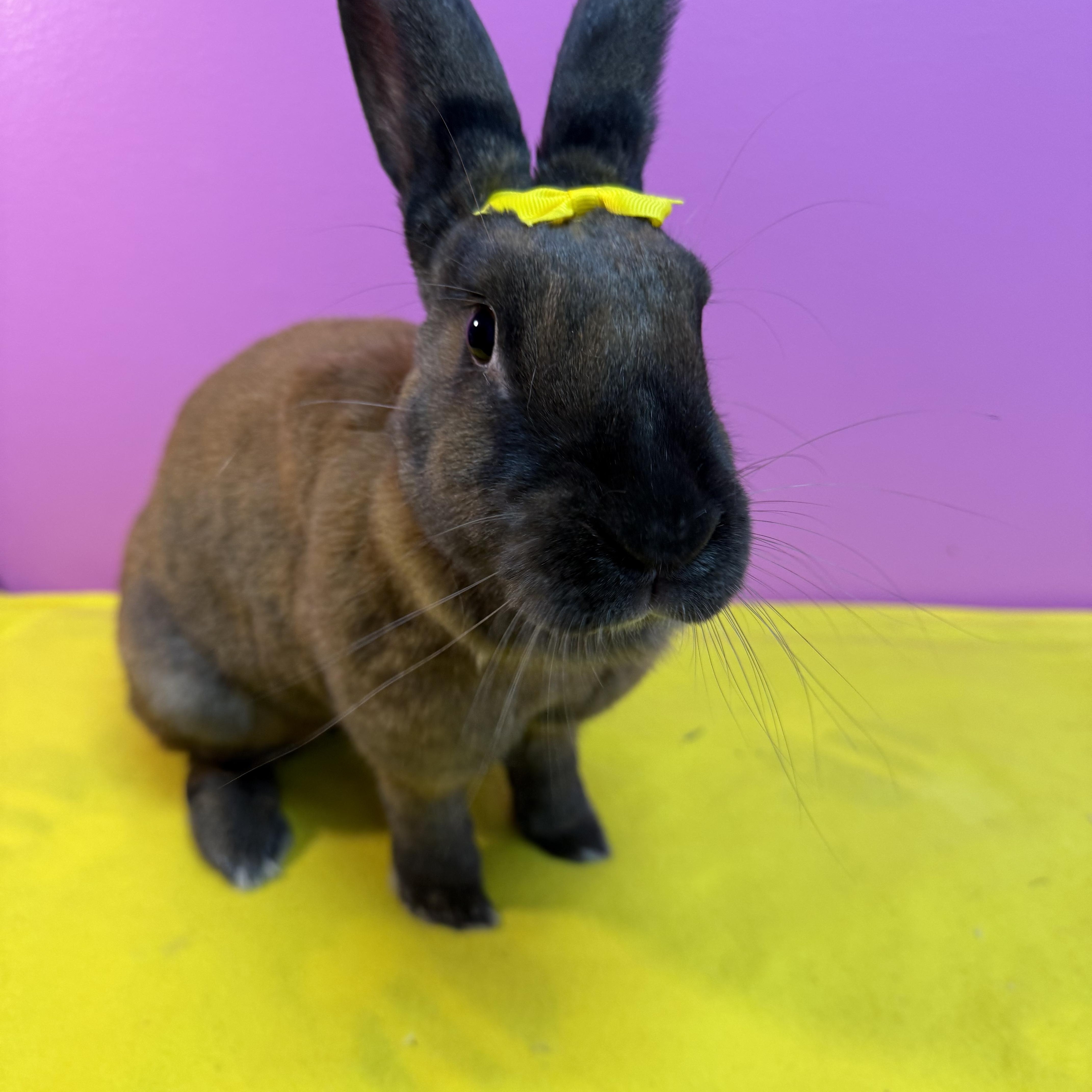 Enlarge Traveler , a ADOPTABLE New Zealand in St. Charles, MO image 4/6