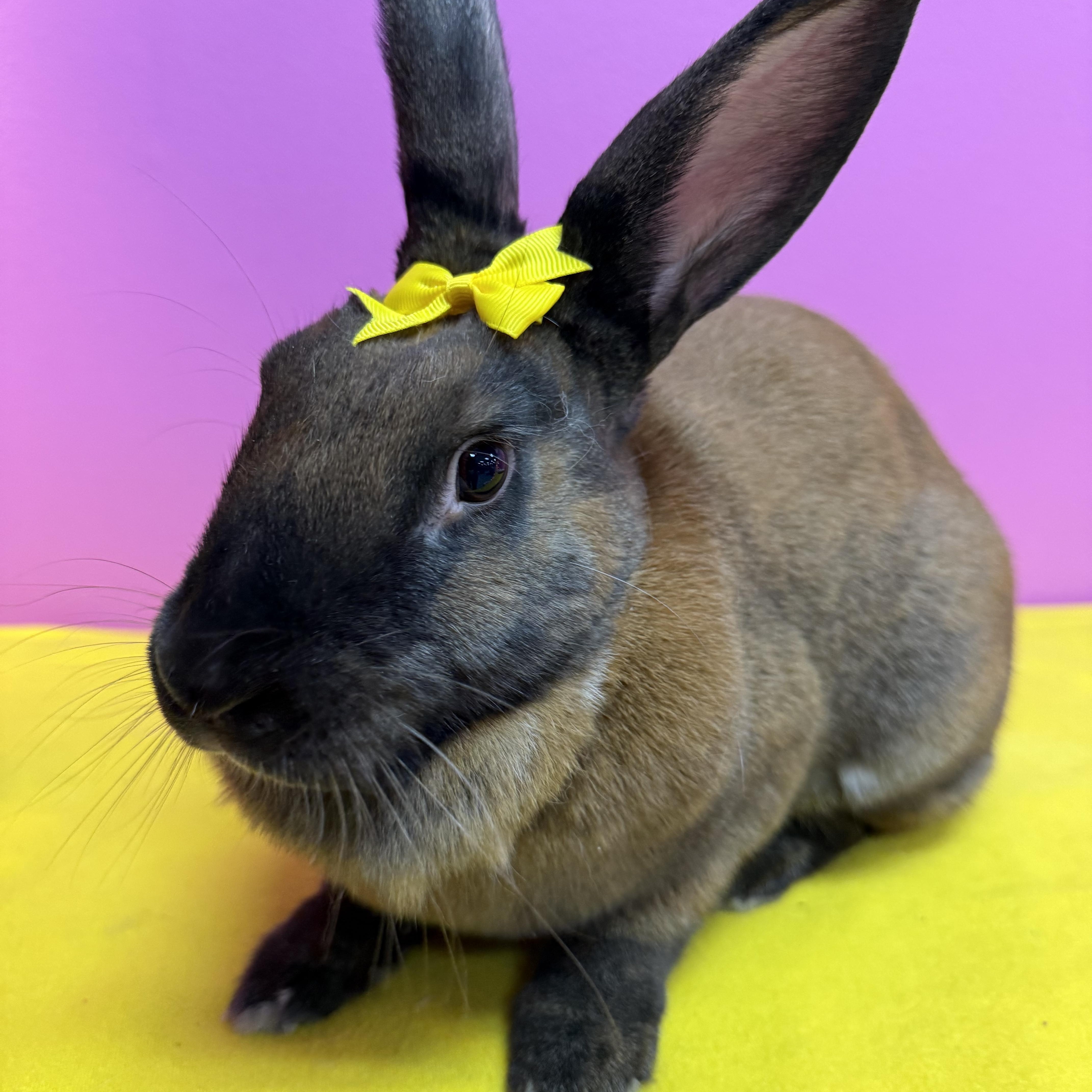 Enlarge Traveler , a ADOPTABLE New Zealand in St. Charles, MO image 5/6