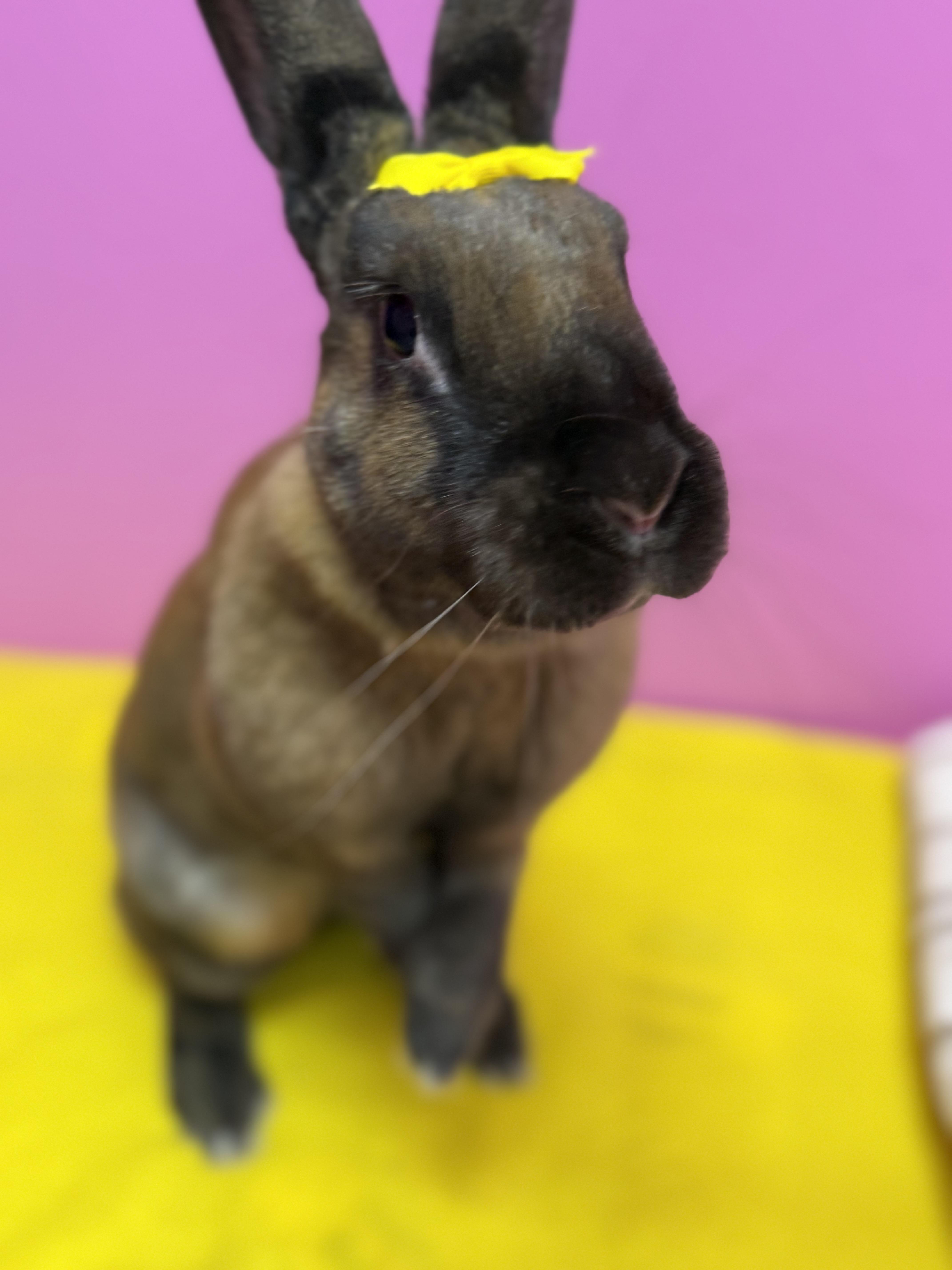 Enlarge Traveler , a ADOPTABLE New Zealand in St. Charles, MO image 6/6