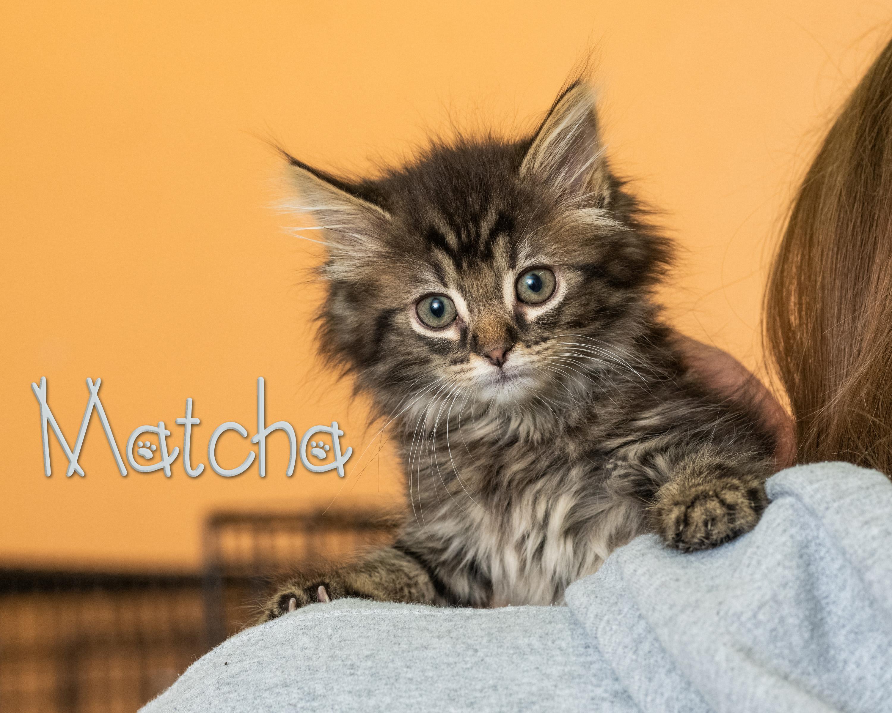 Matcha, adopted, Kitten Female Domestic Medium Hair.