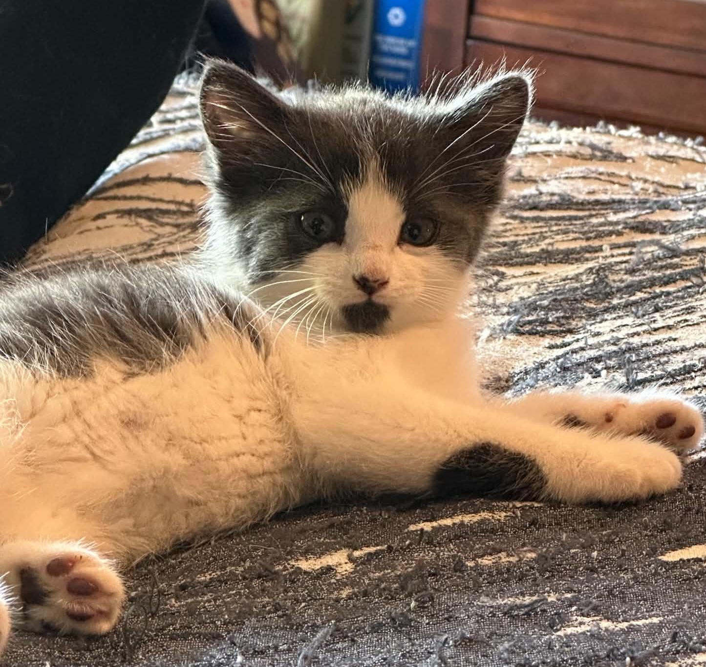 Monroe and Gable, a ADOPTABLE Domestic Short Hair in Blaine, MN image 2/4