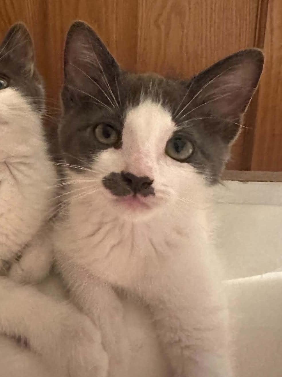 Monroe and Gable, a ADOPTABLE Domestic Short Hair in Blaine, MN image 4/4