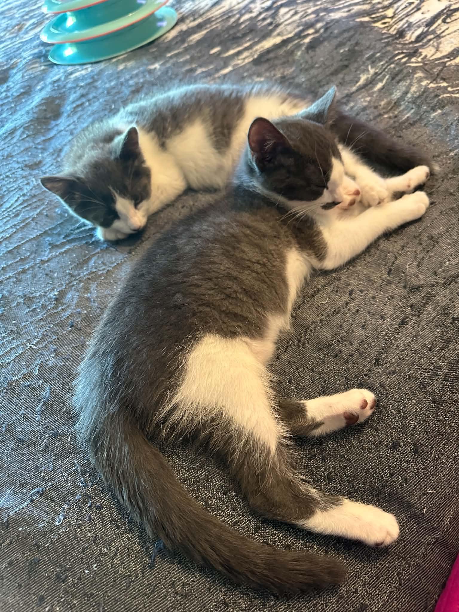 Monroe and Gable, a ADOPTABLE Domestic Short Hair in Blaine, MN image 3/4