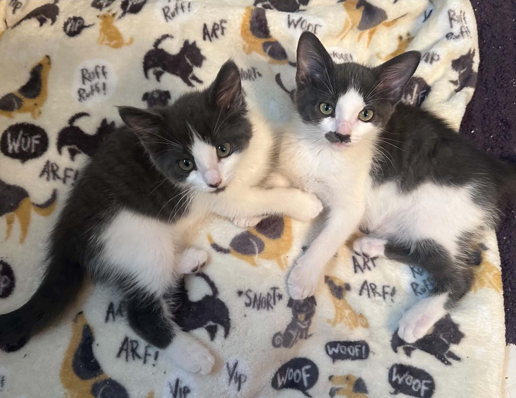 Monroe and Gable, ADOPTABLE, Kitten Female Domestic Short Hair.