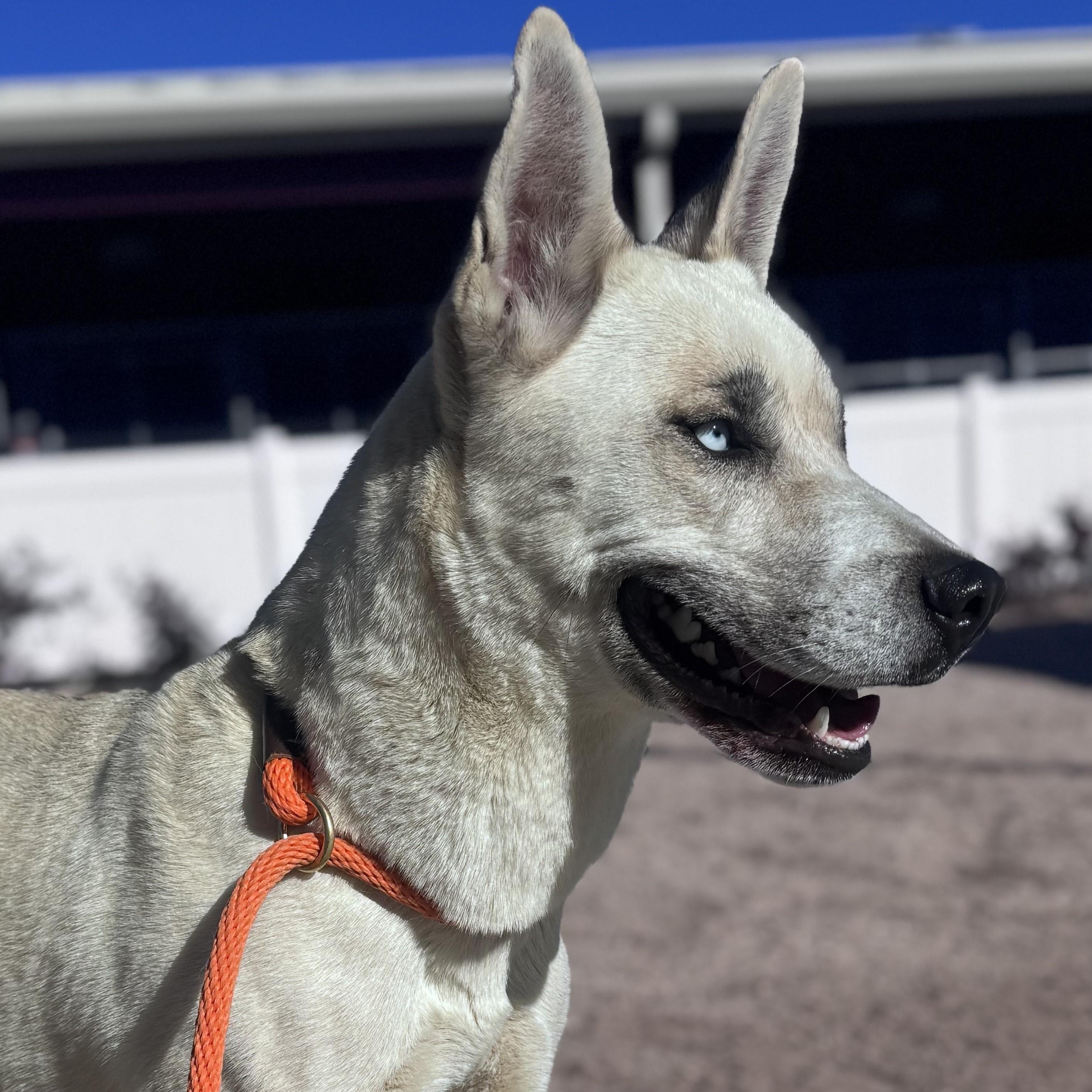 Enlarge Cookie, a ADOPTABLE mixed breed in Yucca Valley, CA image 1/3