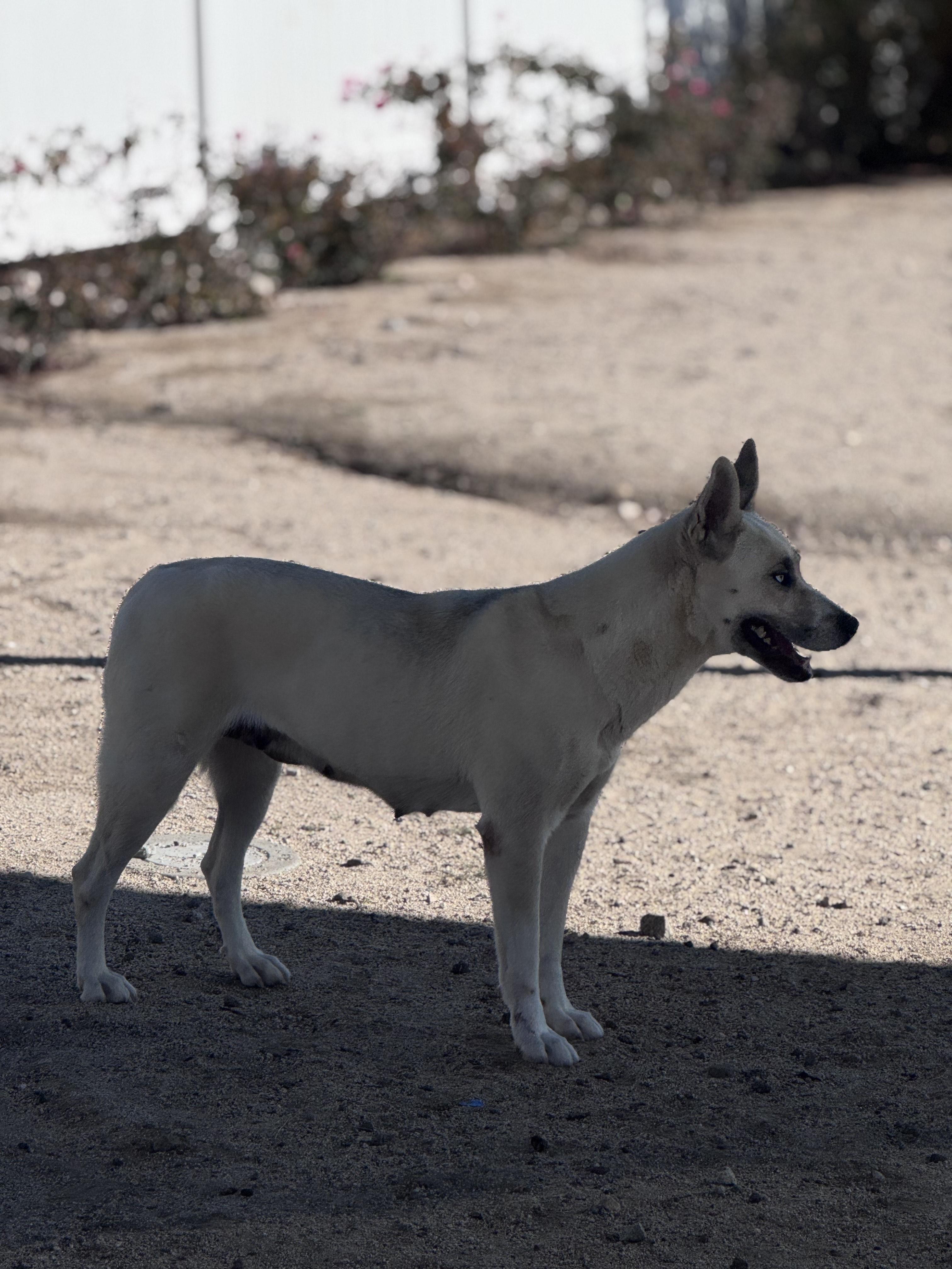 Enlarge Cookie, a ADOPTABLE mixed breed in Yucca Valley, CA image 2/3