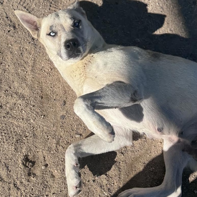 Enlarge Cookie, a ADOPTABLE mixed breed in Yucca Valley, CA image 3/3