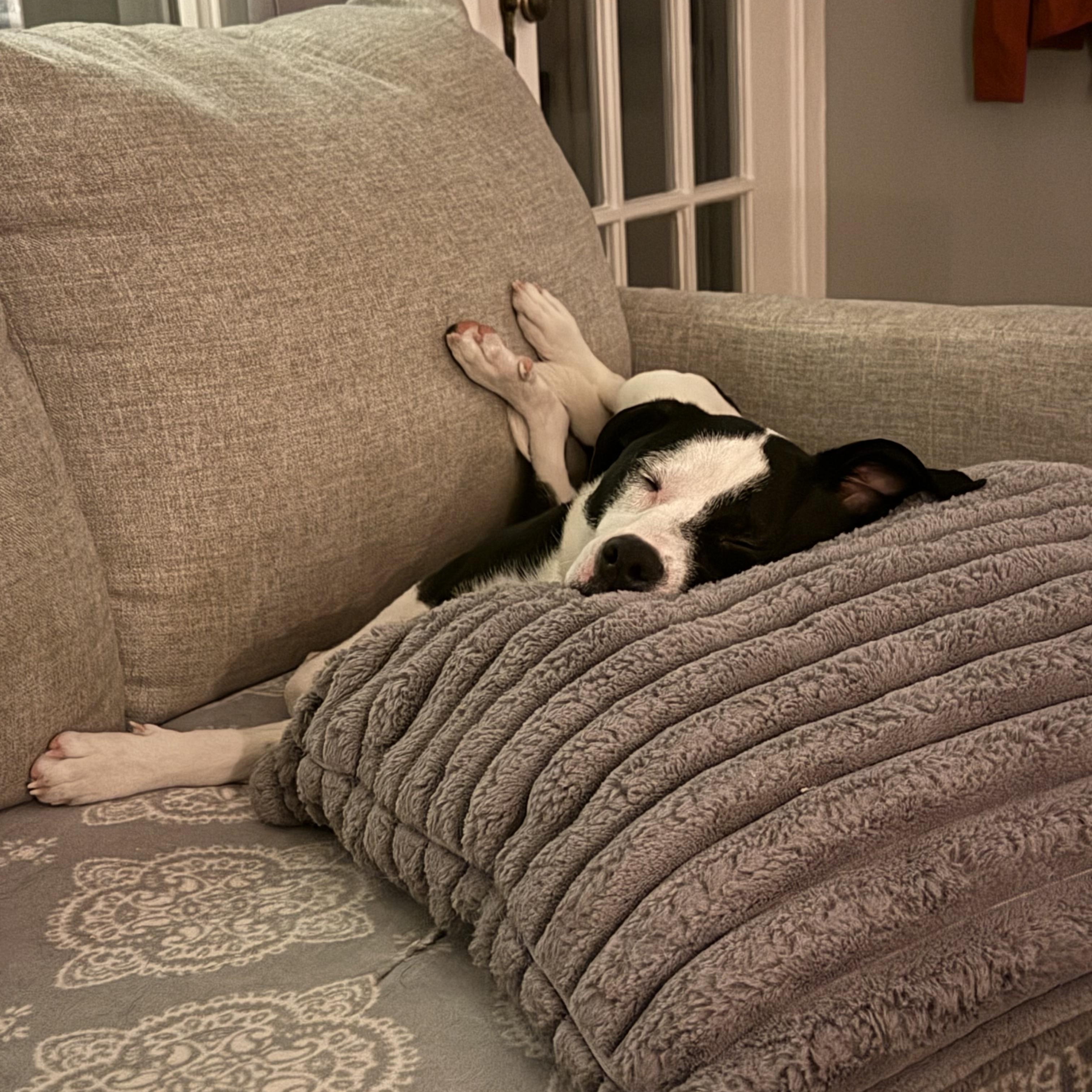 Enlarge Spot, an adoptable mixed breed in Buffalo, NY image 2/6