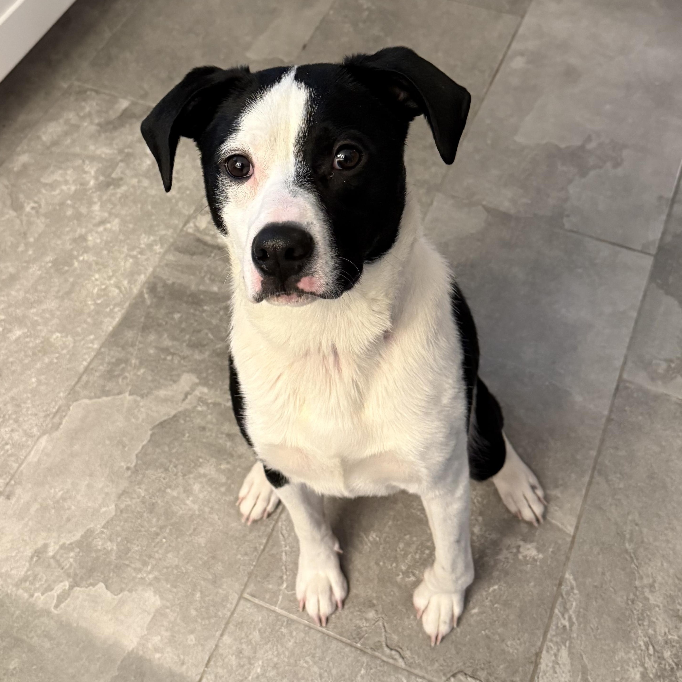 Enlarge Spot, an adoptable mixed breed in Buffalo, NY image 1/6