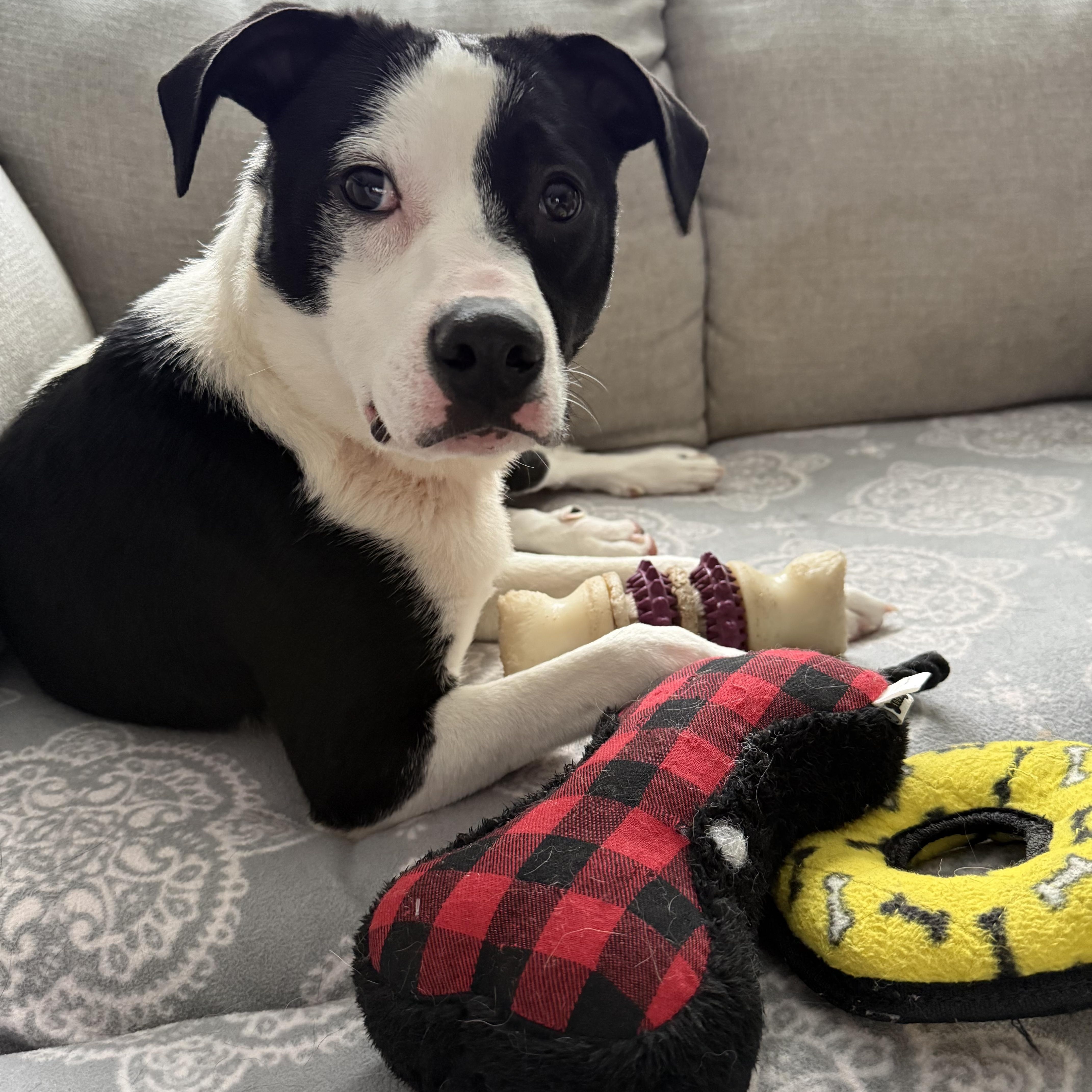 Enlarge Spot, an adoptable mixed breed in Buffalo, NY image 6/6