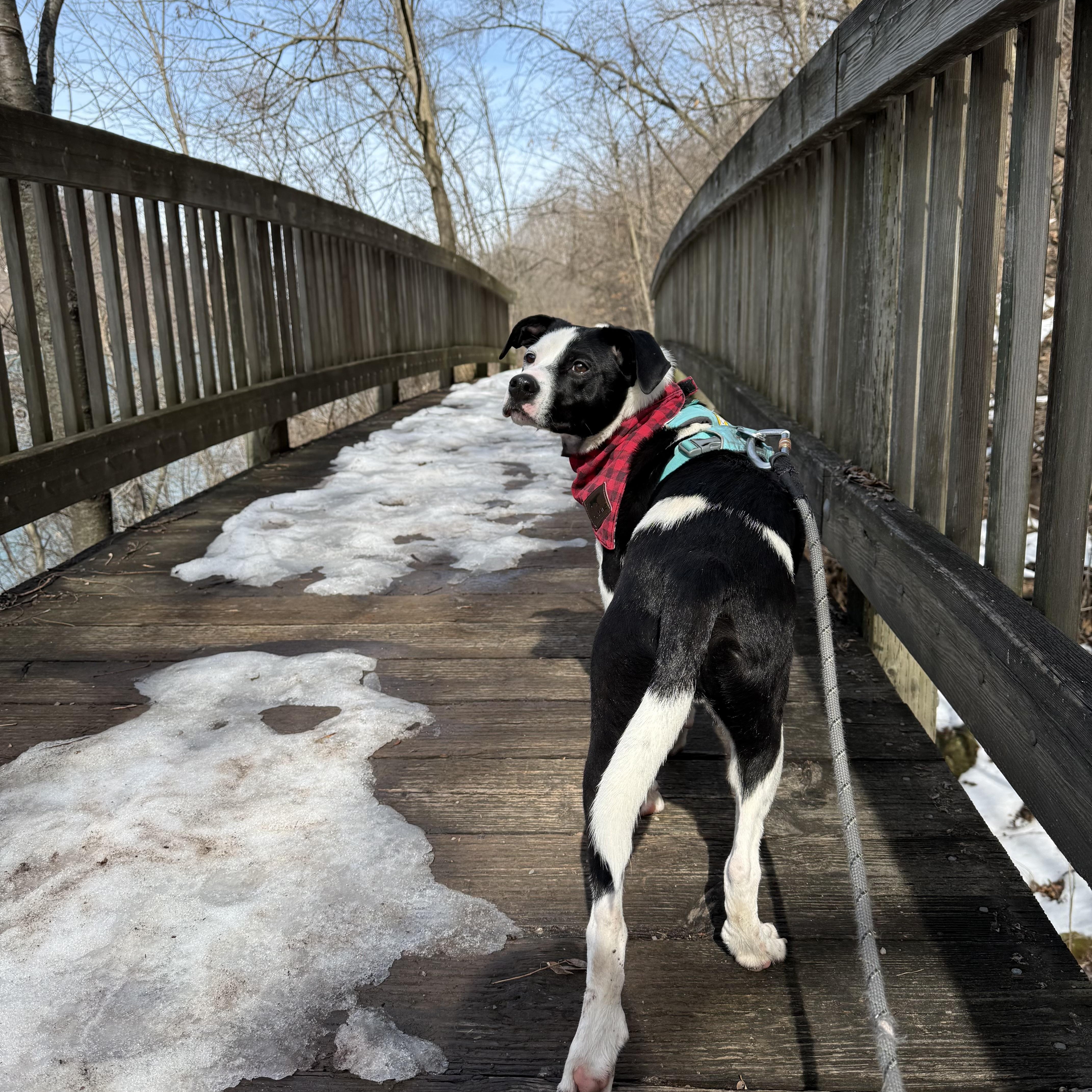 Enlarge Spot, an adoptable mixed breed in Buffalo, NY image 4/6