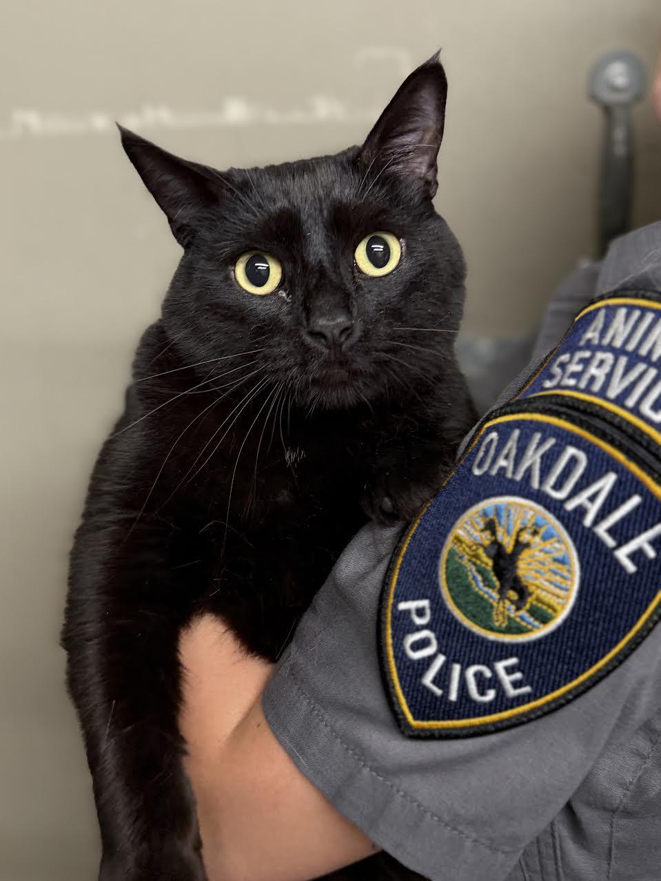 Noble, ADOPTABLE, Adult Male Domestic Short Hair.