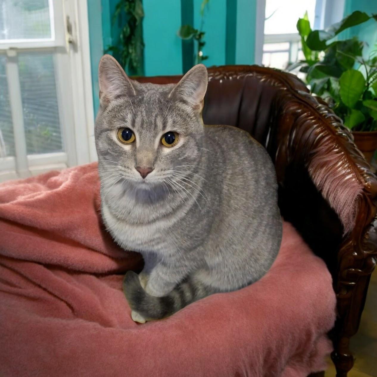 Enlarge Justice, a Adoptable mixed breed in Owatonna, MN image 2/2