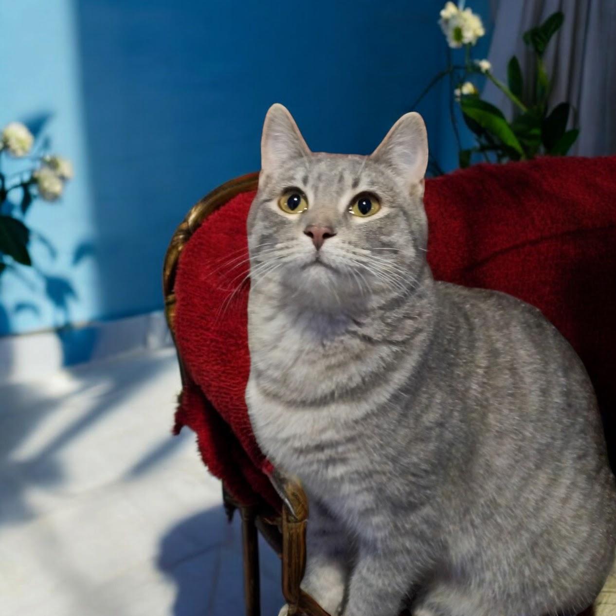 Justice, Adoptable, Young Female Domestic Short Hair.