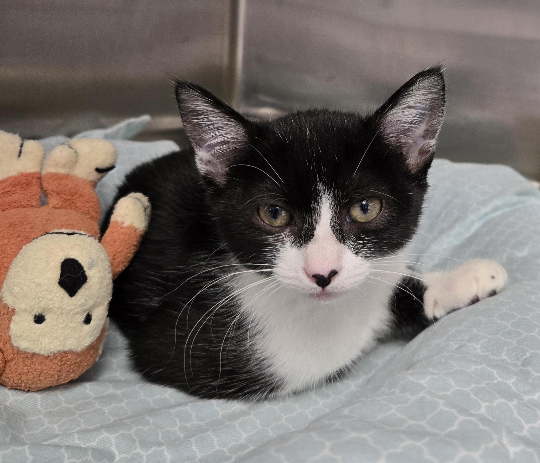 Wednesday, a Adoptable Domestic Short Hair in Covington, GA image 2/3