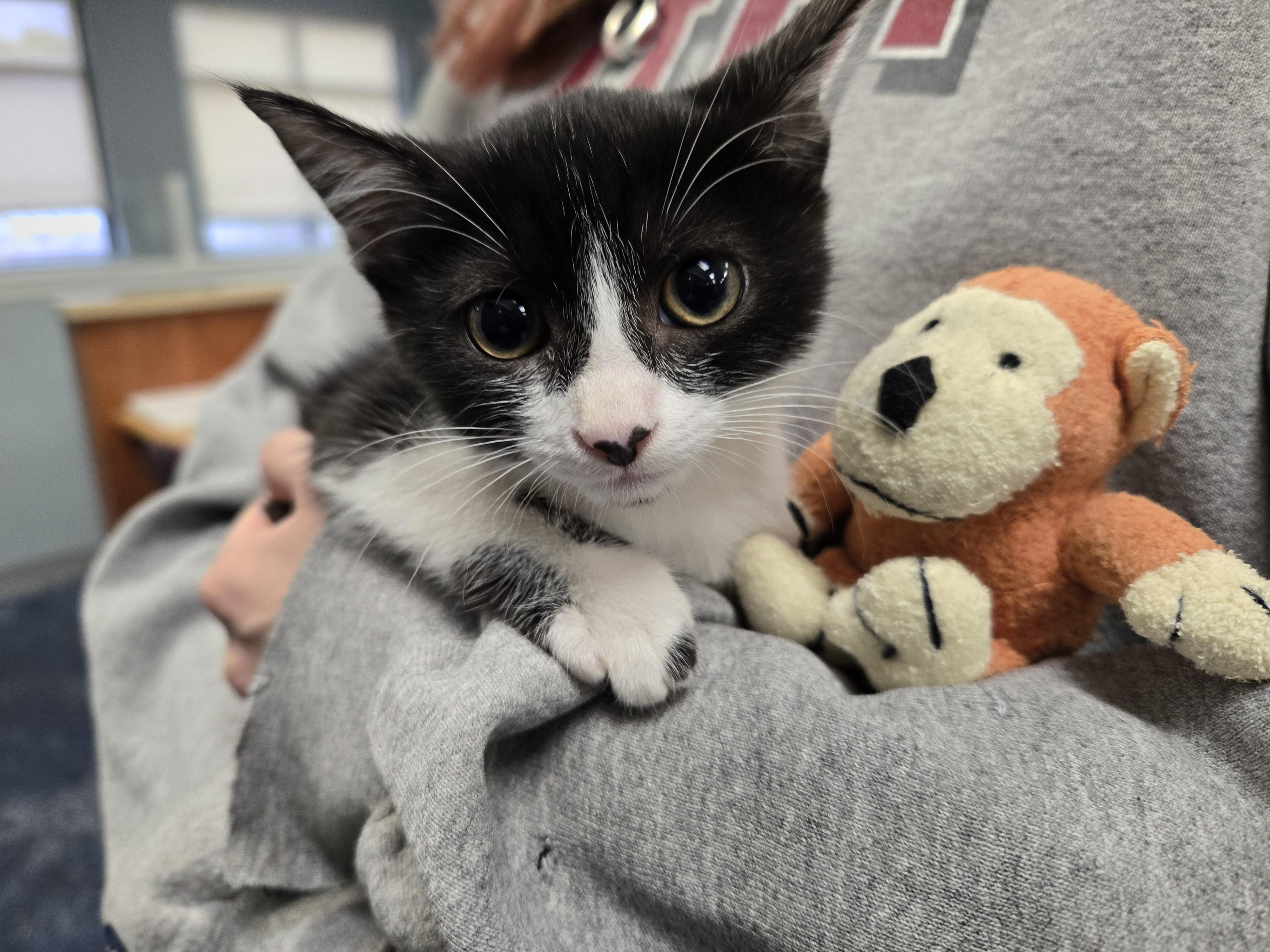 Wednesday, a Adoptable Domestic Short Hair in Covington, GA image 3/3
