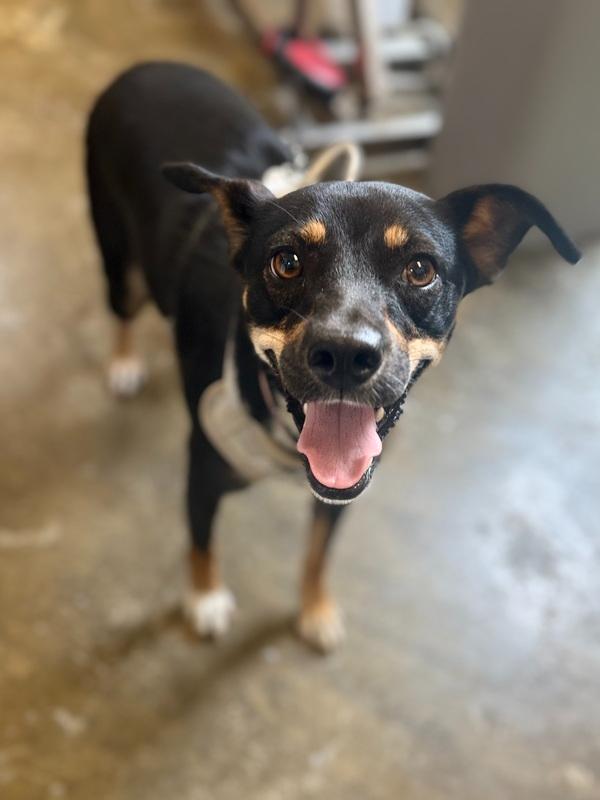 Enlarge Haizley 25D-239, a Adoptable mixed breed in Corinth, MS image 1/2