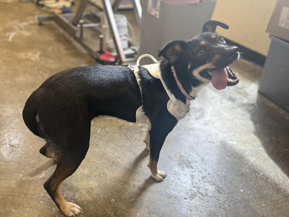 Enlarge Haizley 25D-239, a Adoptable mixed breed in Corinth, MS image 2/2