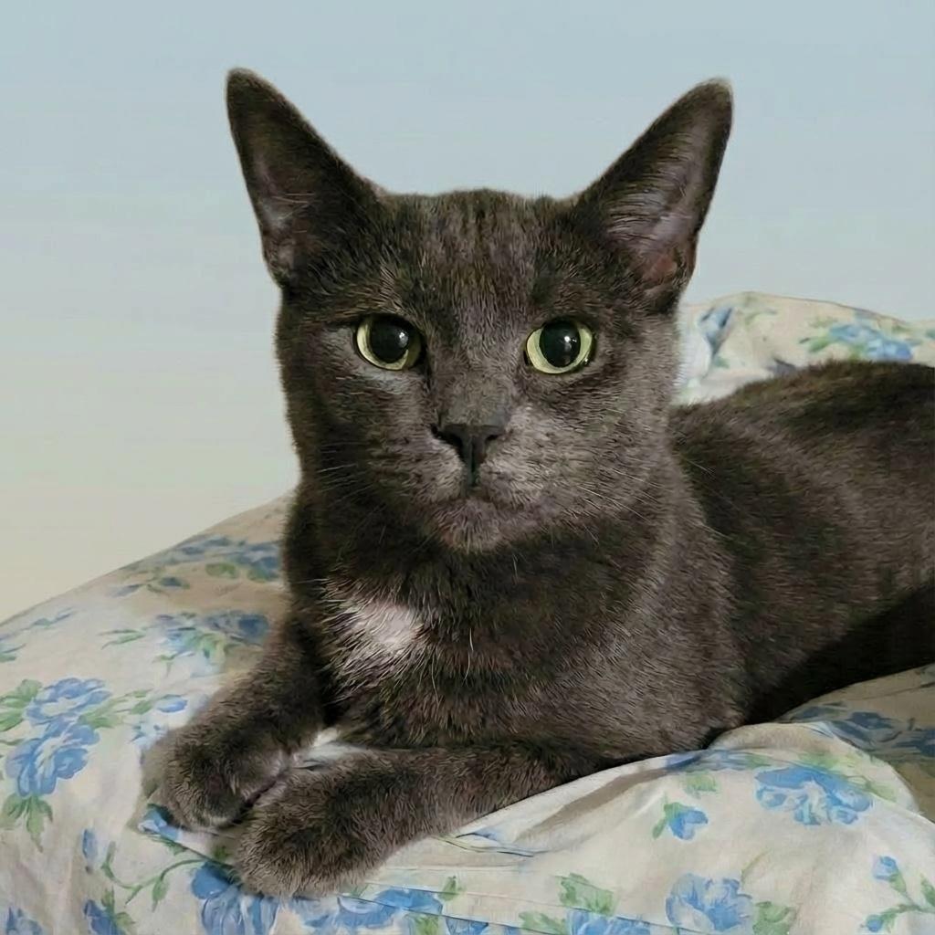 Enlarge Lorinda, a ADOPTABLE Domestic Short Hair in Scarborough, ON image 1/1