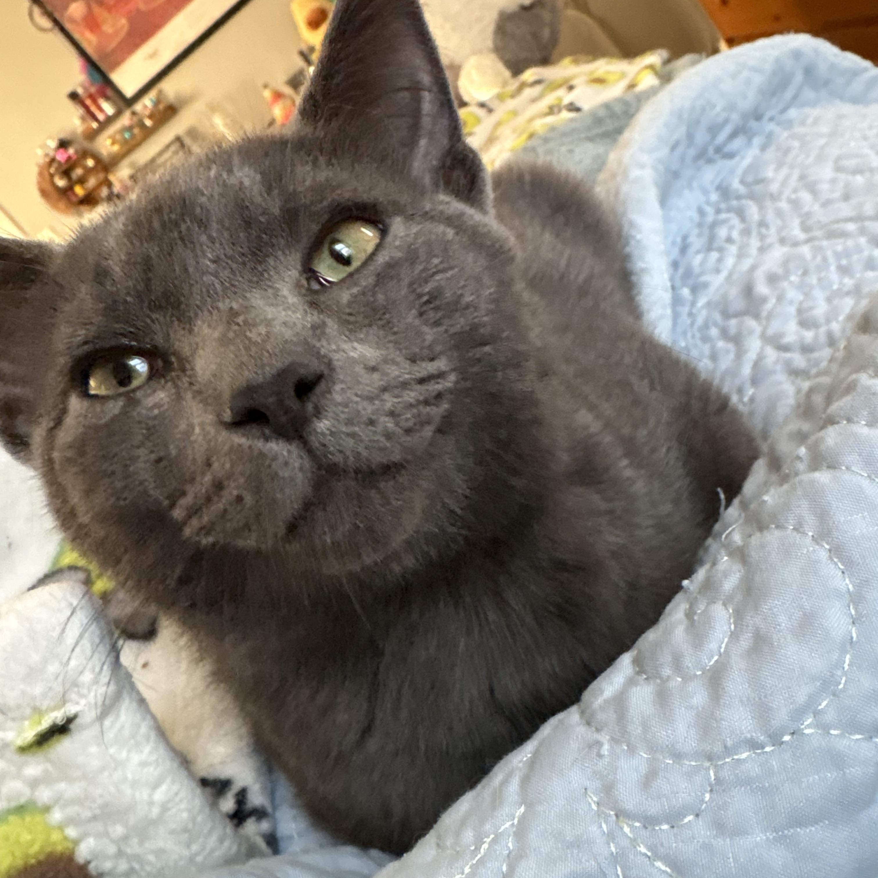 Enlarge Ash, a ADOPTABLE Domestic Short Hair in Sewell, NJ image 2/3