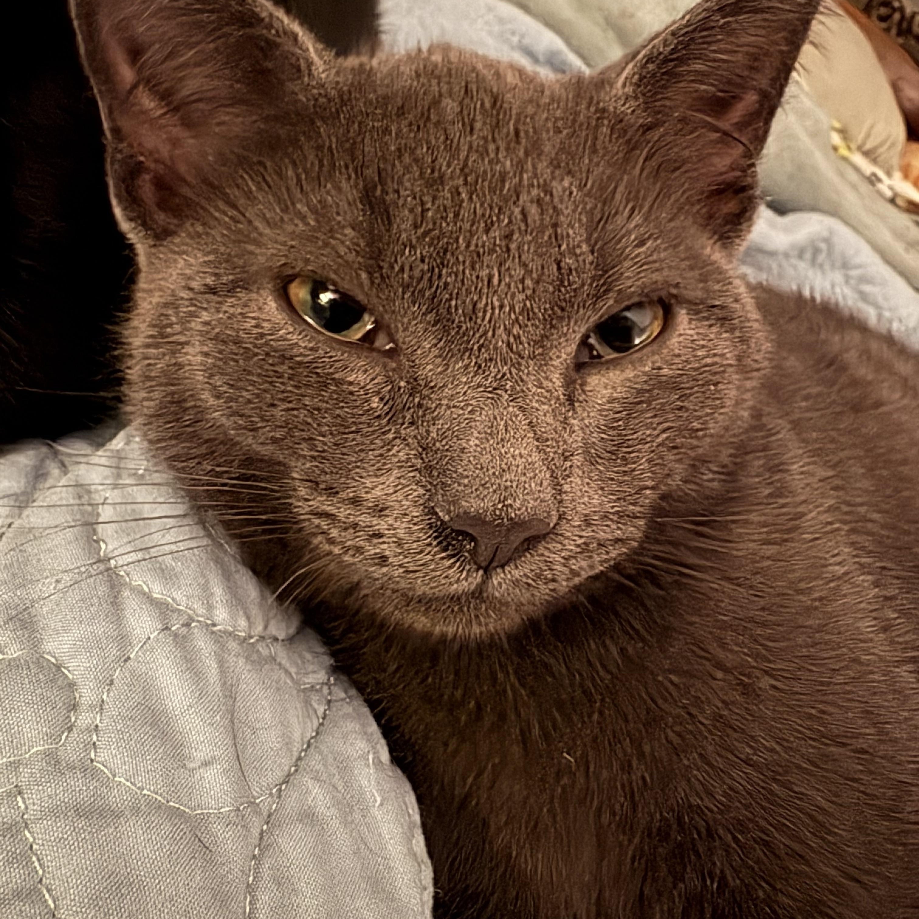 Enlarge Ash, a ADOPTABLE Domestic Short Hair in Sewell, NJ image 3/3