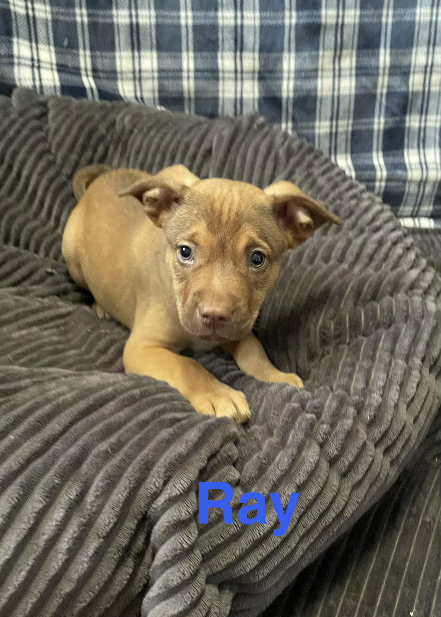 Ray, Adopted, Puppy Male Terrier.