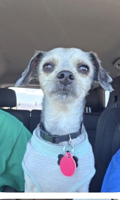 Olly, a ADOPTABLE mixed breed in Las Vegas, NV image 1/3