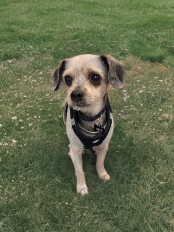 Olly, a ADOPTABLE mixed breed in Las Vegas, NV image 3/3